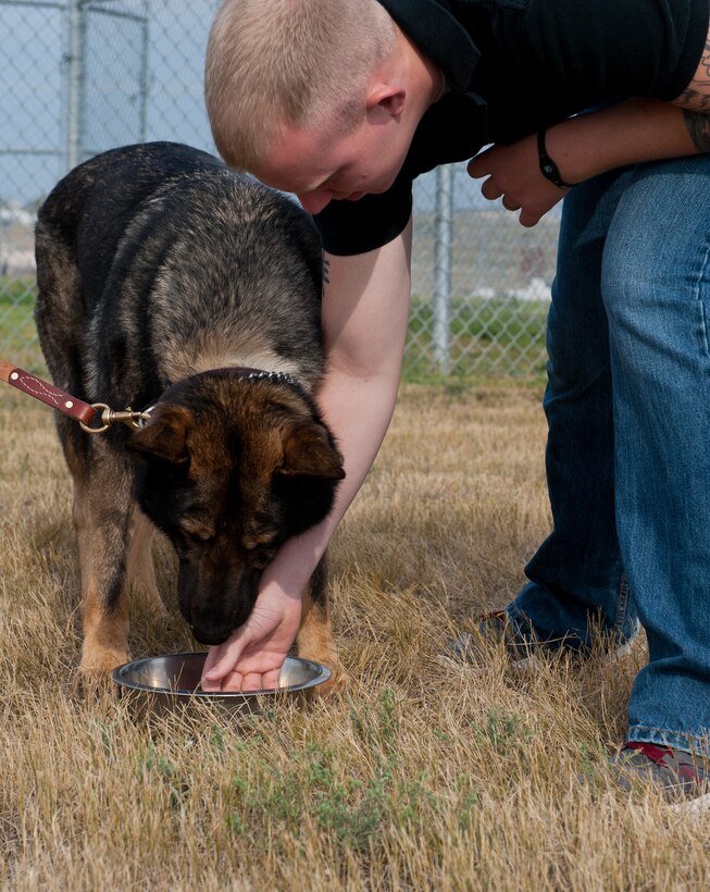 Senior Airman Jared Phillips, 28th Security Forces Squadron military working dog handler, places his hand in the food dish of Slovak, a retiring MWD, at the 28th SFS K-9 facility on Ellsworth Air Force Base, S.D., Aug. 22, 2012. Slovak must not demonstrate aggressive behavior during verbal and physical interactions with his handler and a third party in order to be approved for adoption. (U.S. Air Force photo by Airman 1st Class Kate Thornton-Maurer)