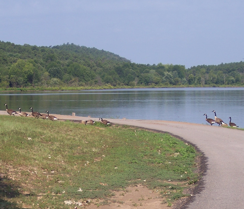 Geese crossing the road at Wister Lake