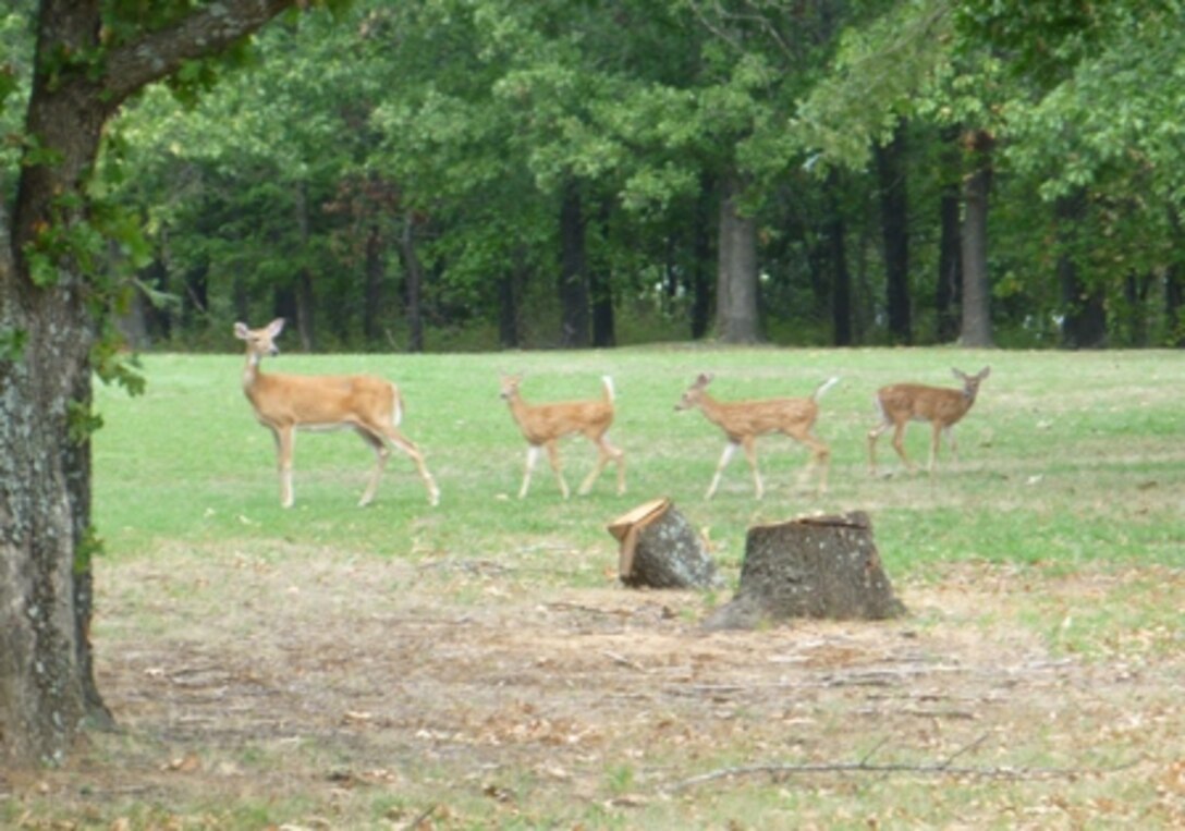 Deer
