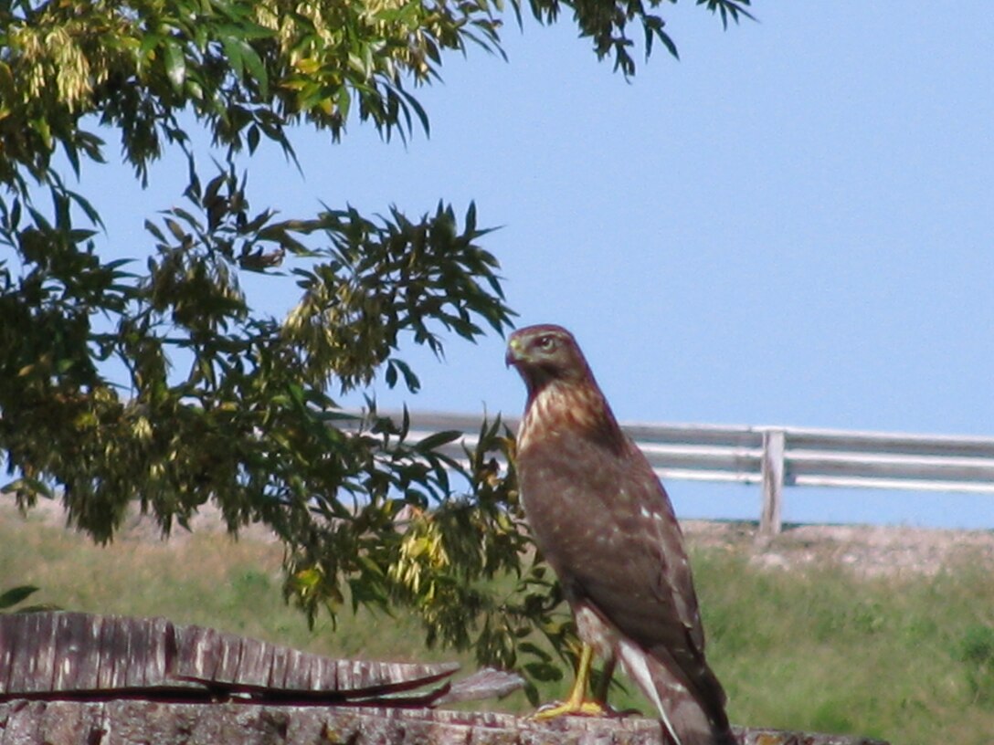 COOPER HAWK AFTER BUSH BIRDS