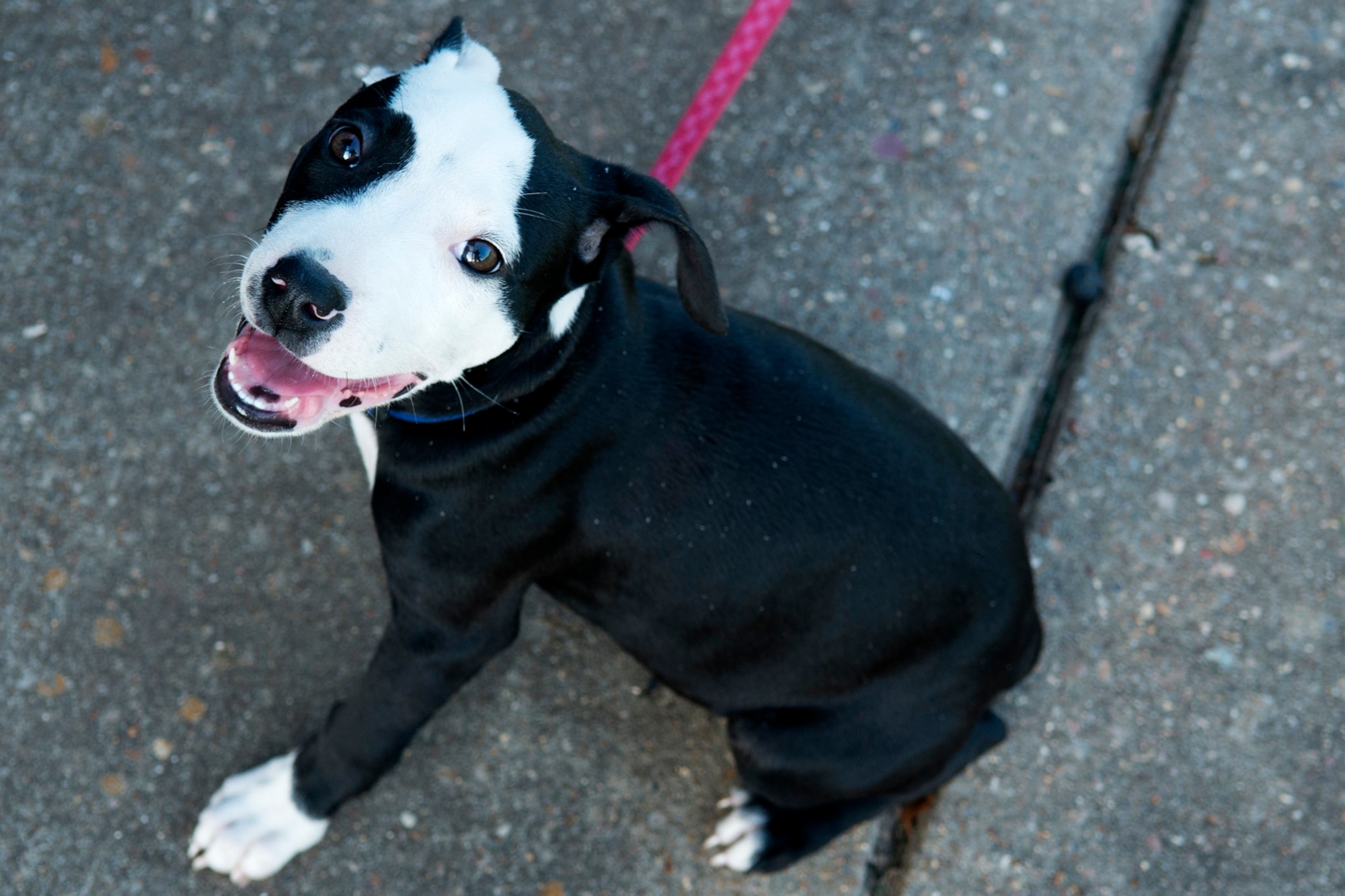 Little Lilly is all smiles after being delivered to her new owner, Beverly Johnson, on Aug. 24, 2012, Barksdale Air Force Base, La. Lilly was rescued after her original owner purposefully dropped her from a moving car. (U.S. Air Force photo by Master Sgt. Greg Steele/Released)