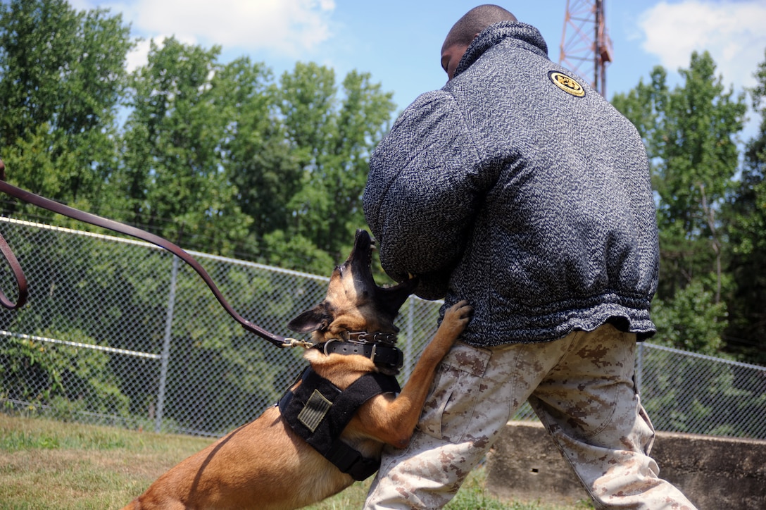 Jesse, a Belgian Malignois, lunges at Lance Cpl. Ryan Miller, a military police officer and dog handler, outside of the working dog kennel at Marine Corps Base Quantico, July 30. Handlers are tasked with continuing their K-9's training, grooming, even picking up the poop.
