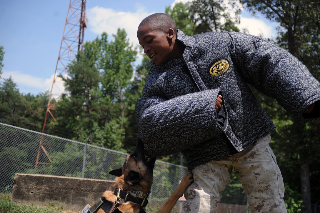 Lance Cpl. Ryan Miller, a military police officer and dog handler, taunts Jesse, a working dog for Security Battalion, outside of the working dog kennels at Marine Corps Base Quantico, July 30. The handlers work with the dogs every day on continuing their training, as well as, grooming and taking care of all of their needs.