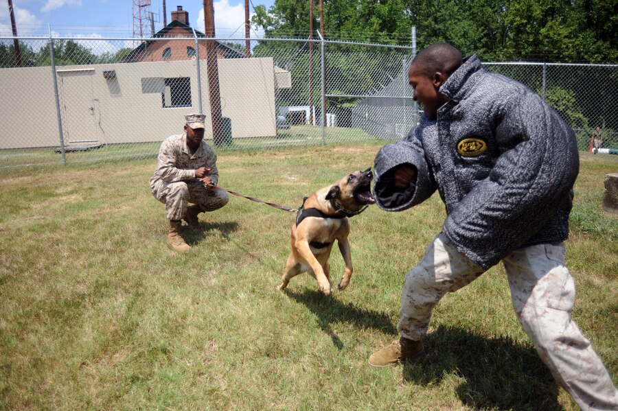 Lance Cpl. Alton Davis, military police officer and dog handler, holds back his dog Jesse, Belgian Malignois, from attacking Lance Cpl. Ryan Miller, military police officer and dog handler, outside of the working dog kennels at Marine Corps Base Quantico, July 30.