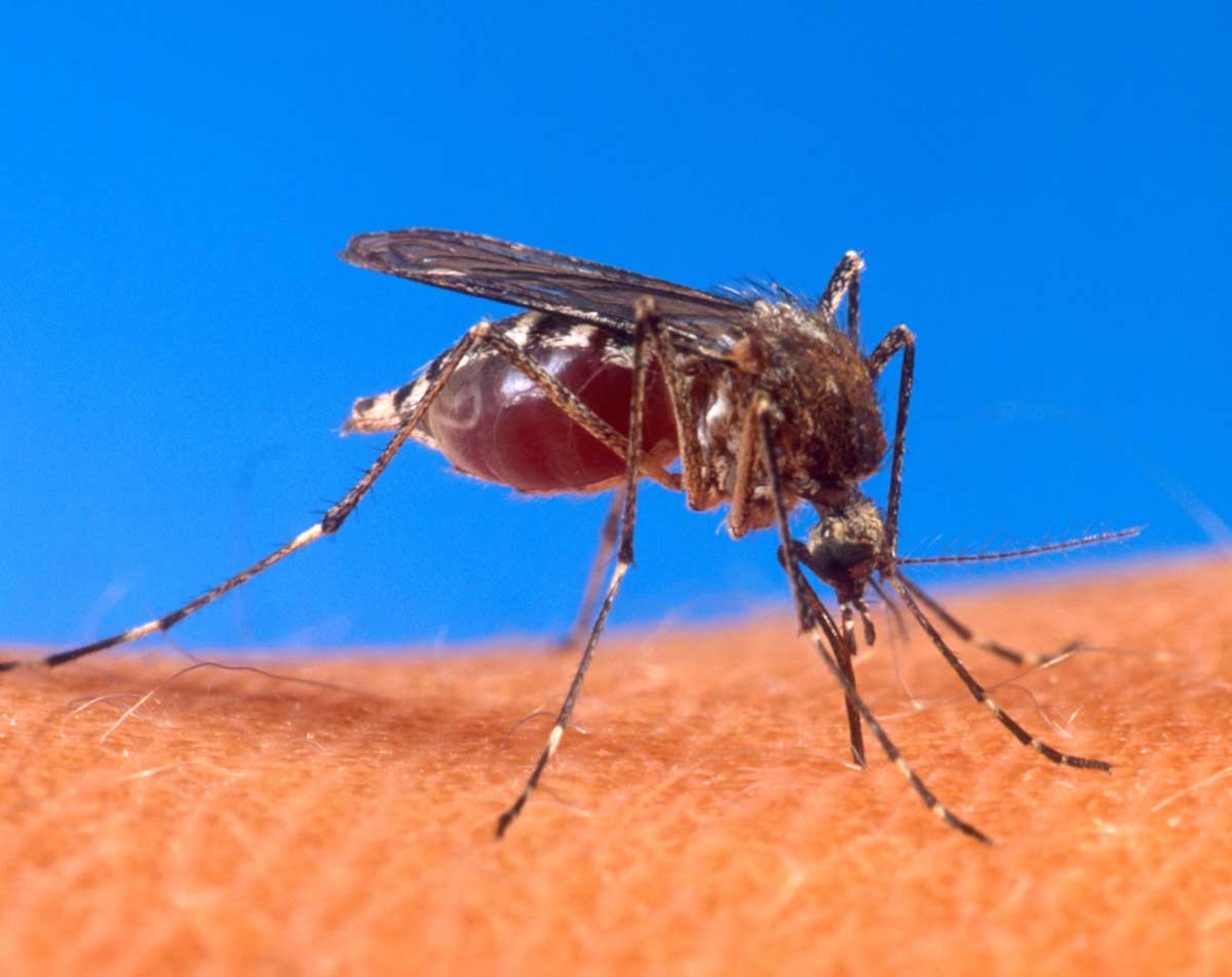 Mosquitoes carry the West Nile Virus and are the reason why some humans contract the disease. Permethrin or common bug spray can reduce bug bites from mosquitoes almost completely. (Photo courtesy of the Michigan Department of Environmental Quality)