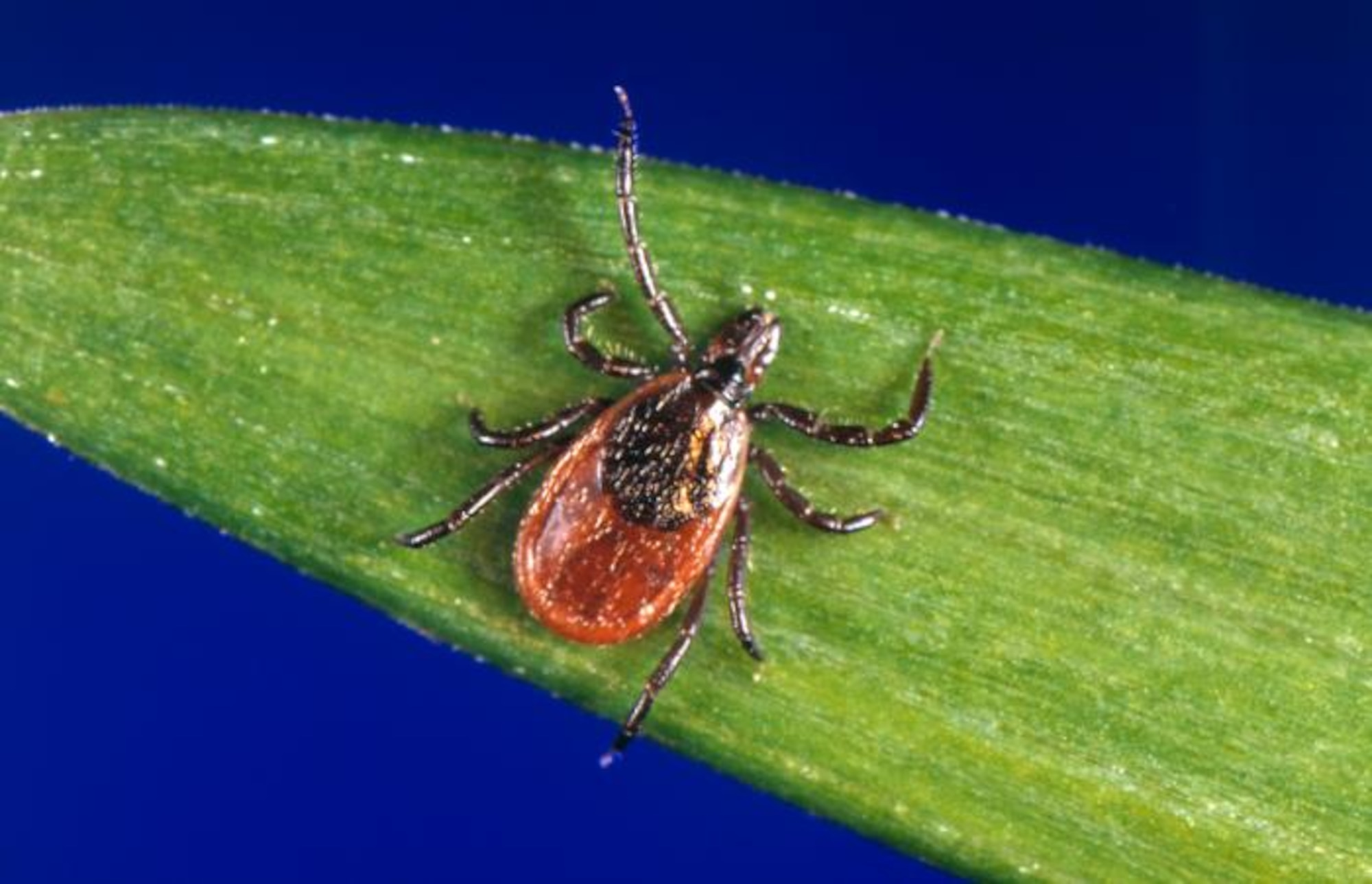 The Blacklegged Tick is a common tick found near Langley Air Force Base’s wooded areas. Ticks carry Lyme disease; a bacterial infection that causes symptoms similar to a cold, but left untreated can lead to permanent injury. (Photo courtesy of the University of Iowa)