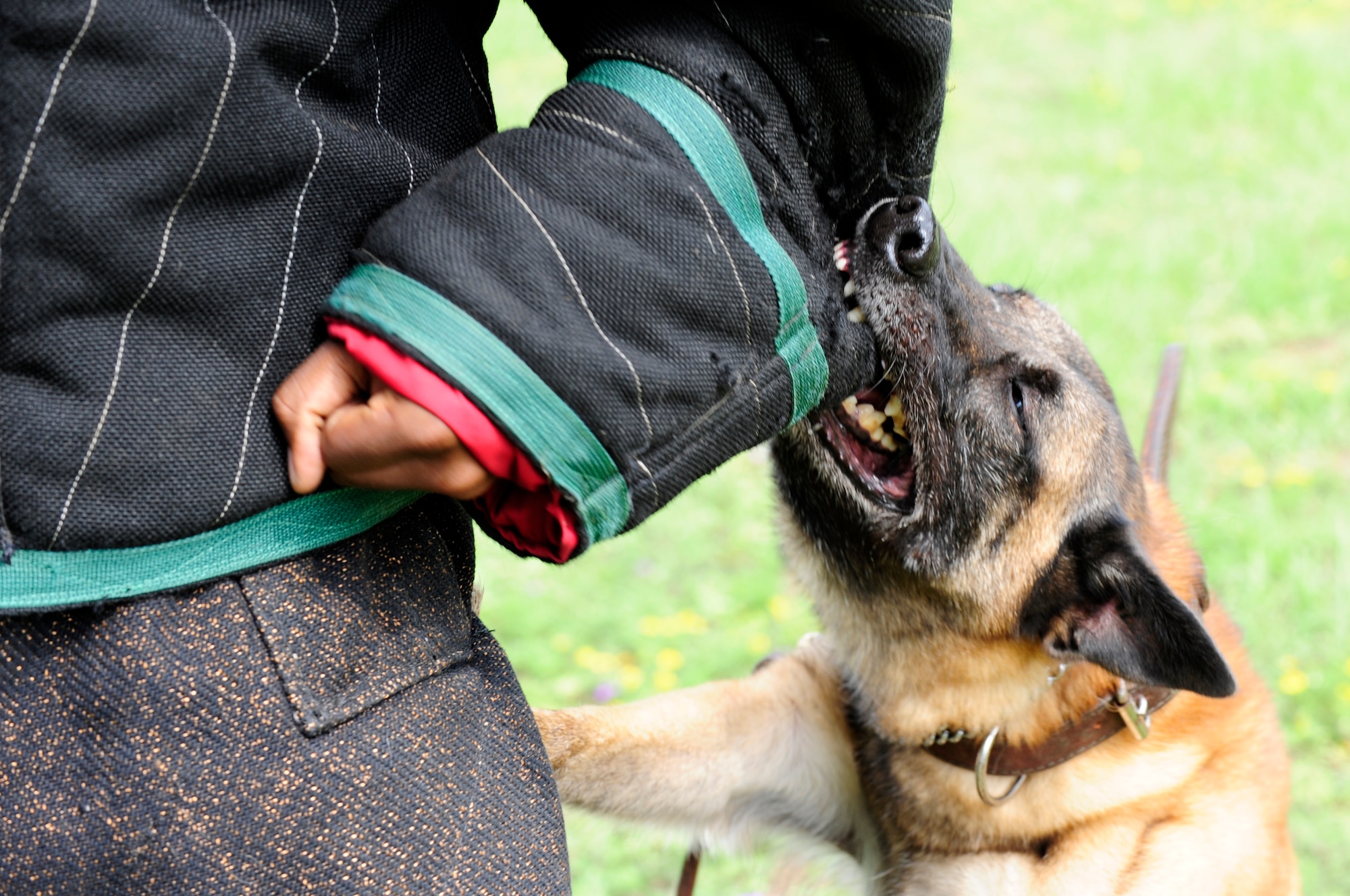 An Airman attempts to hold off Military Working Dog Astra at Shaw Air Force Base, S.C., Aug. 17, 2012. All military working dogs from every branch of the military are sent to Lackland Air Force Base, Texas for fundamental training. (U.S. Air Force photo by Airman 1st Class Hunter Brady/Released)