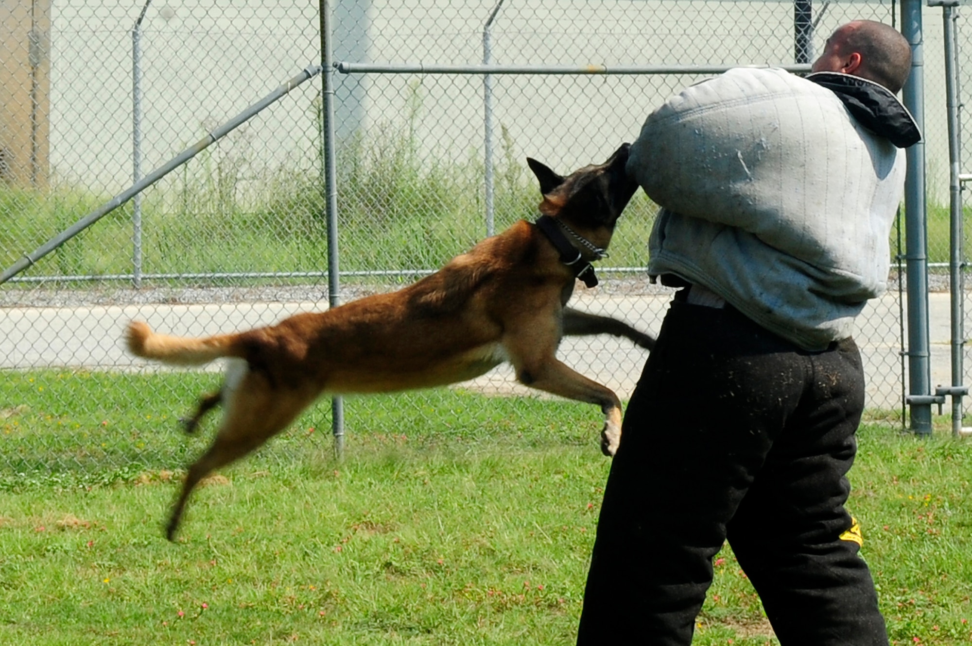 U.S. Air Force Senior Airman Anthony Despins, 20th Security Forces Squadron canine handler, demonstrates the “lock jaw” method with Military Working Dog Astra at Shaw Air Force Base, S.C., Aug. 17, 2012. The “lock jaw” implies that the dog will bite down on its target and never release its bite until instructed by the handler. (U.S. Air Force photo by Airman 1st Class Hunter Brady/Released)