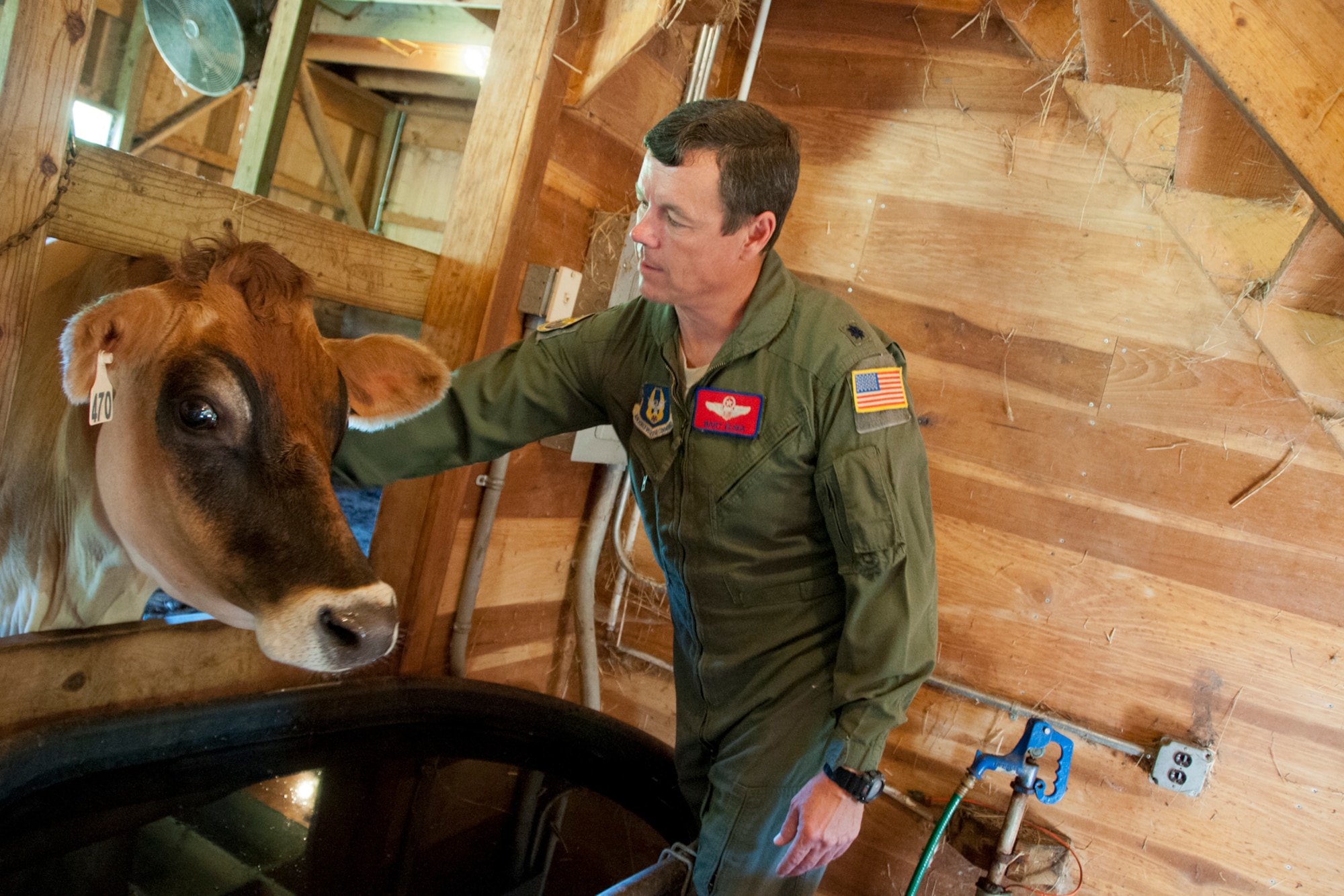 FOWLER, Ohio —U.S. Air Force Reserve Lt. Col. Thomas “Bart” Elsea cares for his jersey cows Aug. 16 here. Elsea, warlord for the upcoming Operational Readiness Inspection and director of operations for the 910th Operations Support Squadron at the Youngstown Air Reserve Station, Ohio, owns award-winning cows located at four farms and will bring several of them to compete at the 2012 Canfield Fair in Canfield Aug. 29 to Sept. 3. U.S. Air Force photo by Tech. Sgt. Brenda Haines/Released