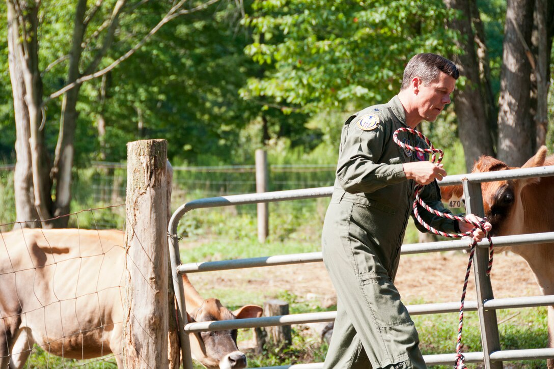 FOWLER, Ohio —U.S. Air Force Reserve Lt. Col. Thomas “Bart” Elsea cares for his jersey cows Aug. 16 here. Elsea, warlord for the upcoming Operational Readiness Inspection and director of operations for the 910th Operations Support Squadron at the Youngstown Air Reserve Station, Ohio, owns award-winning cows located at four farms and will bring several of them to compete at the 2012 Canfield Fair in Canfield Aug. 29 to Sept. 3. U.S. Air Force photo by Tech. Sgt. Brenda Haines/Released