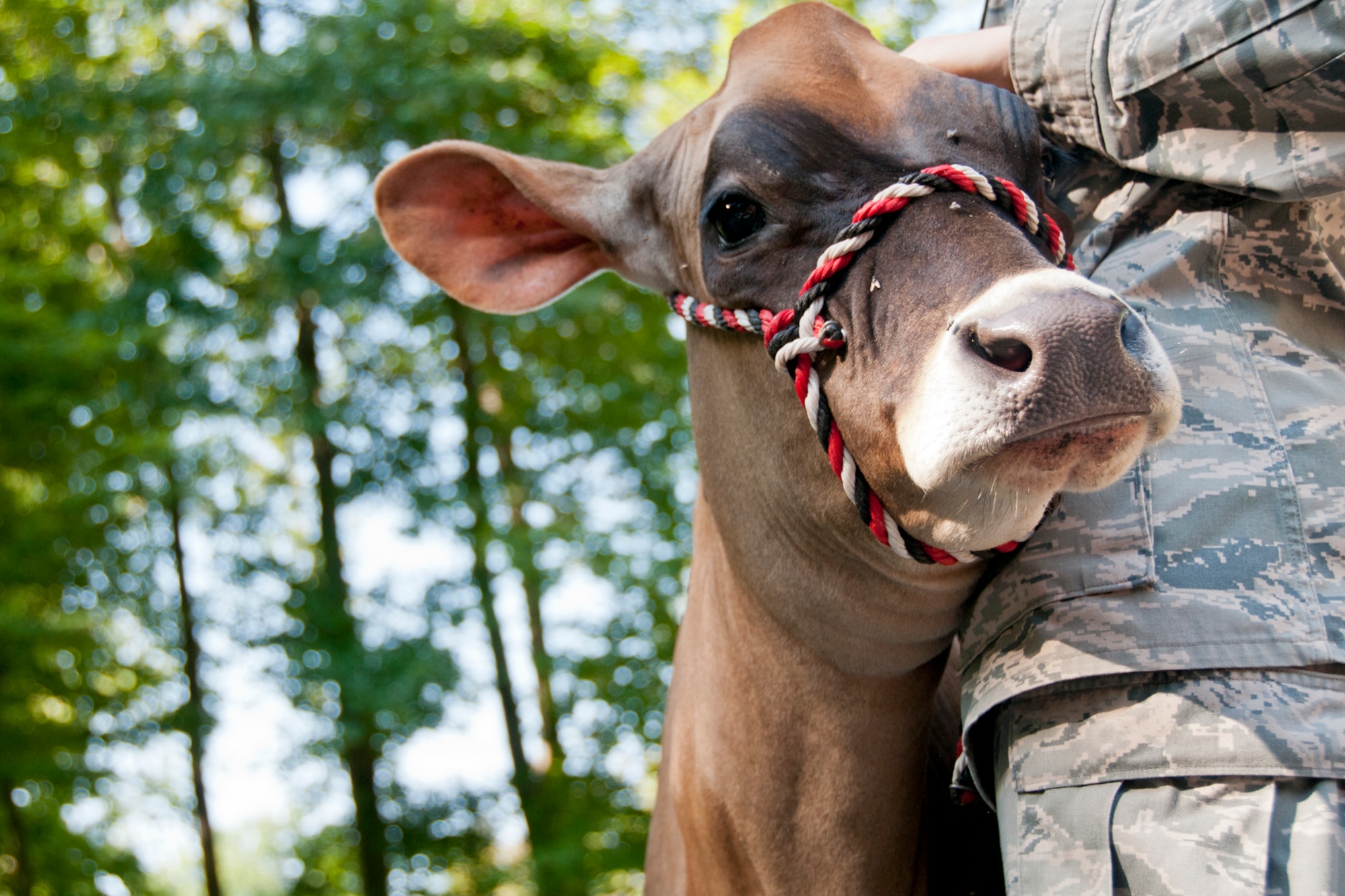 FOWLER, Ohio —A jersey cow, a young heifer, owned by U.S. Air Force Reserve Lt. Col. Thomas “Bart” Elsea awaits feeding time Aug. 16 here. Elsea, warlord for the upcoming Operational Readiness Inspection and director of operations for the 910th Operations Support Squadron at the Youngstown Air Reserve Station, Ohio, owns award-winning cows located at four farms and will bring several of them to compete at the 2012 Canfield Fair in Canfield Aug. 29 to Sept. 3. U.S. Air Force photo by Tech. Sgt. Brenda Haines/Released