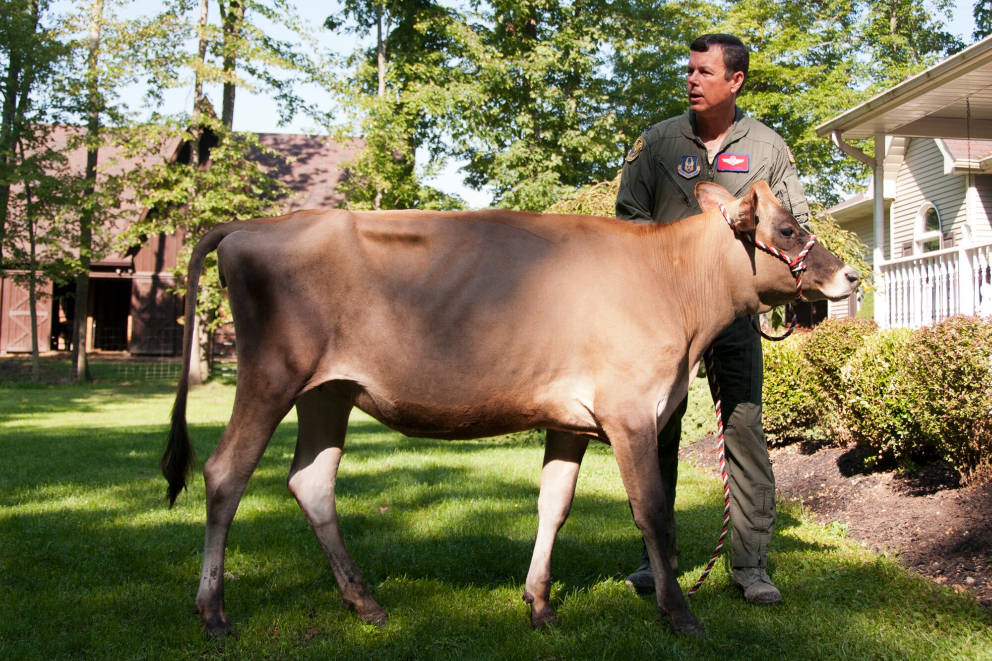 FOWLER, Ohio —U.S. Air Force Reserve Lt. Col. Thomas “Bart” Elsea demonstrates how he walks his jersey cow, a young heifer, in the show ring Aug. 16 at his home here. Elsea, warlord for the upcoming Operational Readiness Inspection and director of operations for the 910th Operations Support Squadron at the Youngstown Air Reserve Station, Ohio, owns award-winning cows located at four farms and will bring several of them to compete at the 2012 Canfield Fair in Canfield Aug. 29 to Sept. 3. U.S. Air Force photo by Tech. Sgt. Brenda Haines/Released