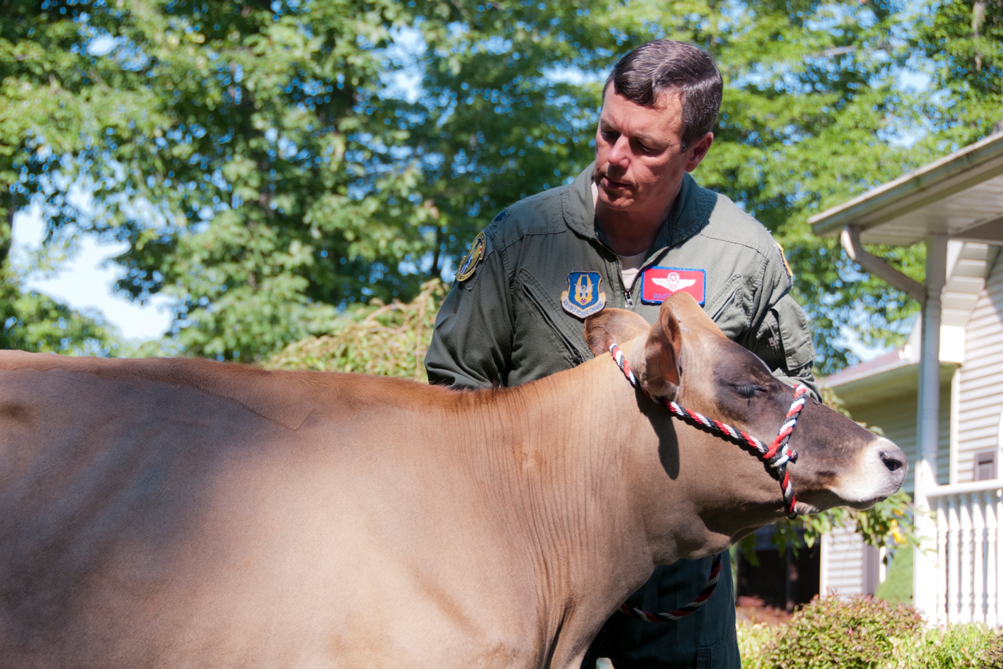 FOWLER, Ohio —U.S. Air Force Reserve Lt. Col. Thomas “Bart” Elsea inspects his jersey cow, a young heifer, Aug. 16 at his home here. Elsea, warlord for the upcoming Operational Readiness Inspection and director of operations for the 910th Operations Support Squadron at the Youngstown Air Reserve Station, Ohio, owns award-winning cows located at four farms and will bring several of them to compete at the 2012 Canfield Fair in Canfield Aug. 29 to Sept. 3. U.S. Air Force photo by Tech. Sgt. Brenda Haines/Released 