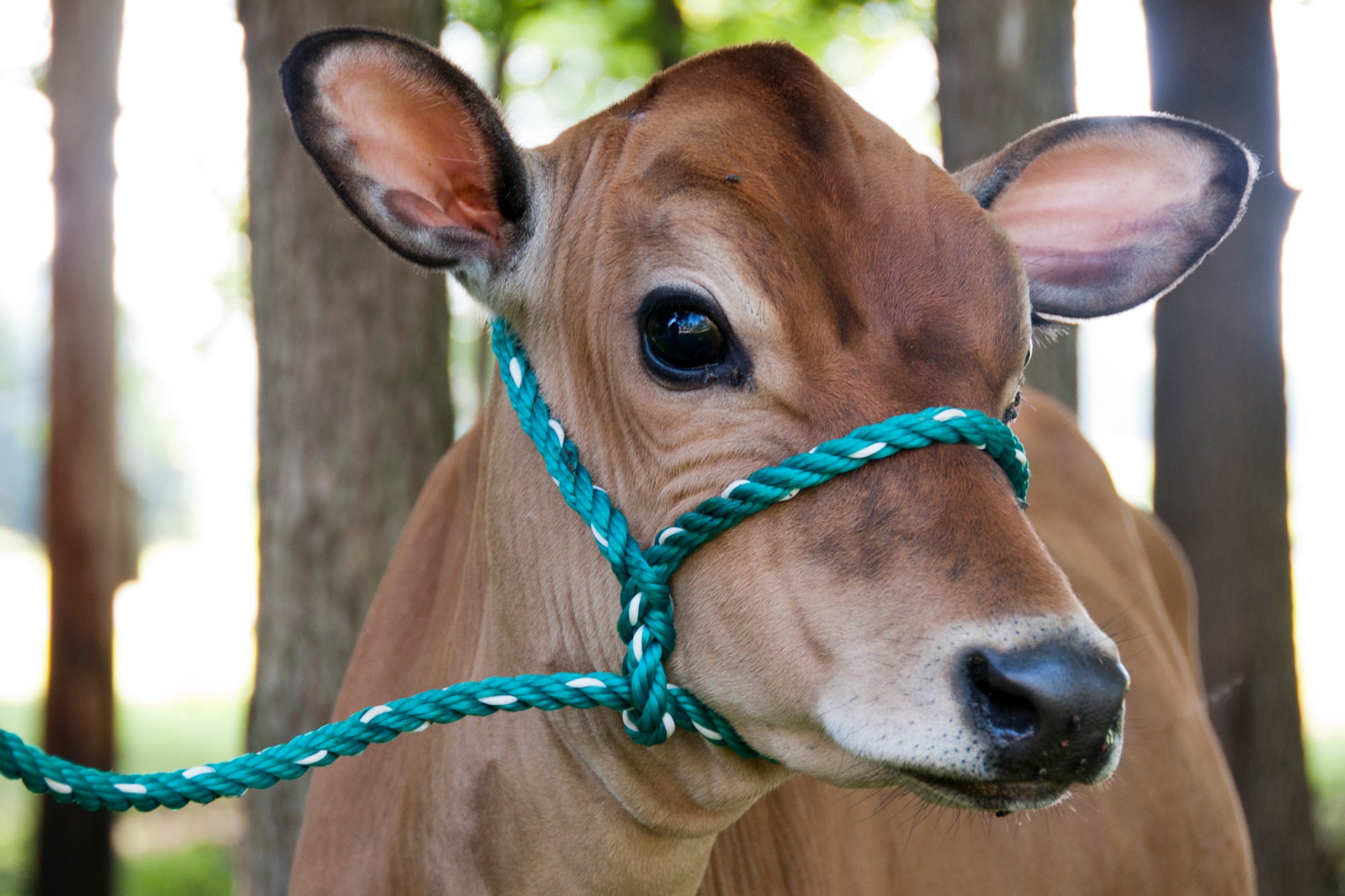 FOWLER, Ohio — A jersey cow, a calf owned by U.S. Air Force Reserve Lt. Col. Thomas “Bart” Elsea, awaits feeding time Aug. 16 here. Elsea, warlord for the upcoming Operational Readiness Inspection and director of operations for the 910th Operations Support Squadron at the Youngstown Air Reserve Station, Ohio, owns award-winning cows located at four farms and will bring several of them to compete at the 2012 Canfield Fair in Canfield Aug. 29 to Sept. 3. U.S. Air Force photo by Tech. Sgt. Brenda Haines/Released