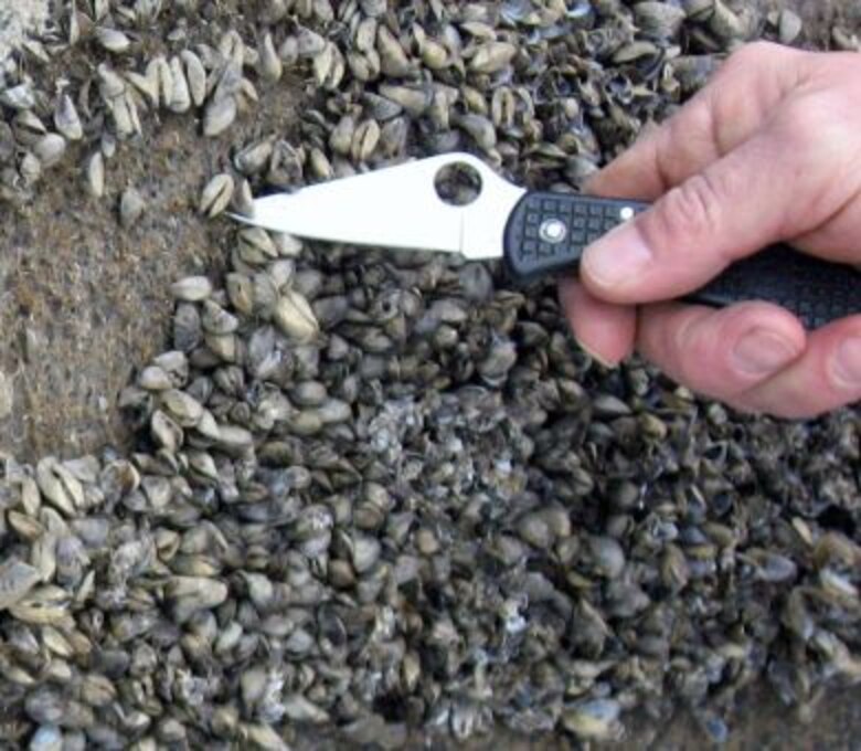 Zebra mussels pose a formidable risk to native lake species and recreation.