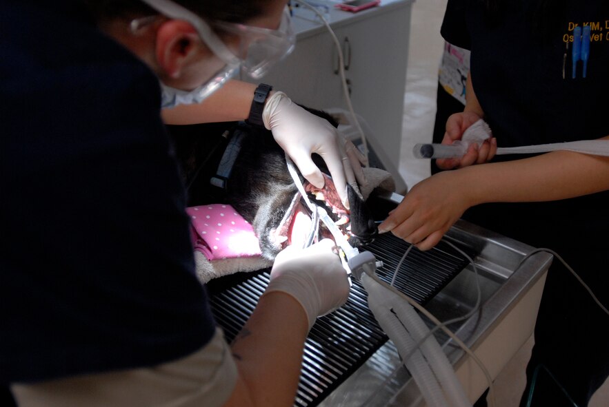 Support staff from the 106th Medical Detachment veterinary services performs a routine teeth cleaning on Abner, a 7-year old English Lab, Aug. 22, 2012, at Osan Air Base, Republic of Korea. The base vet clinic cares for nearly 100 household pets and more than 20 military working dogs. (U.S. Air Force photo/Airman 1st Class Alexis Siekert)