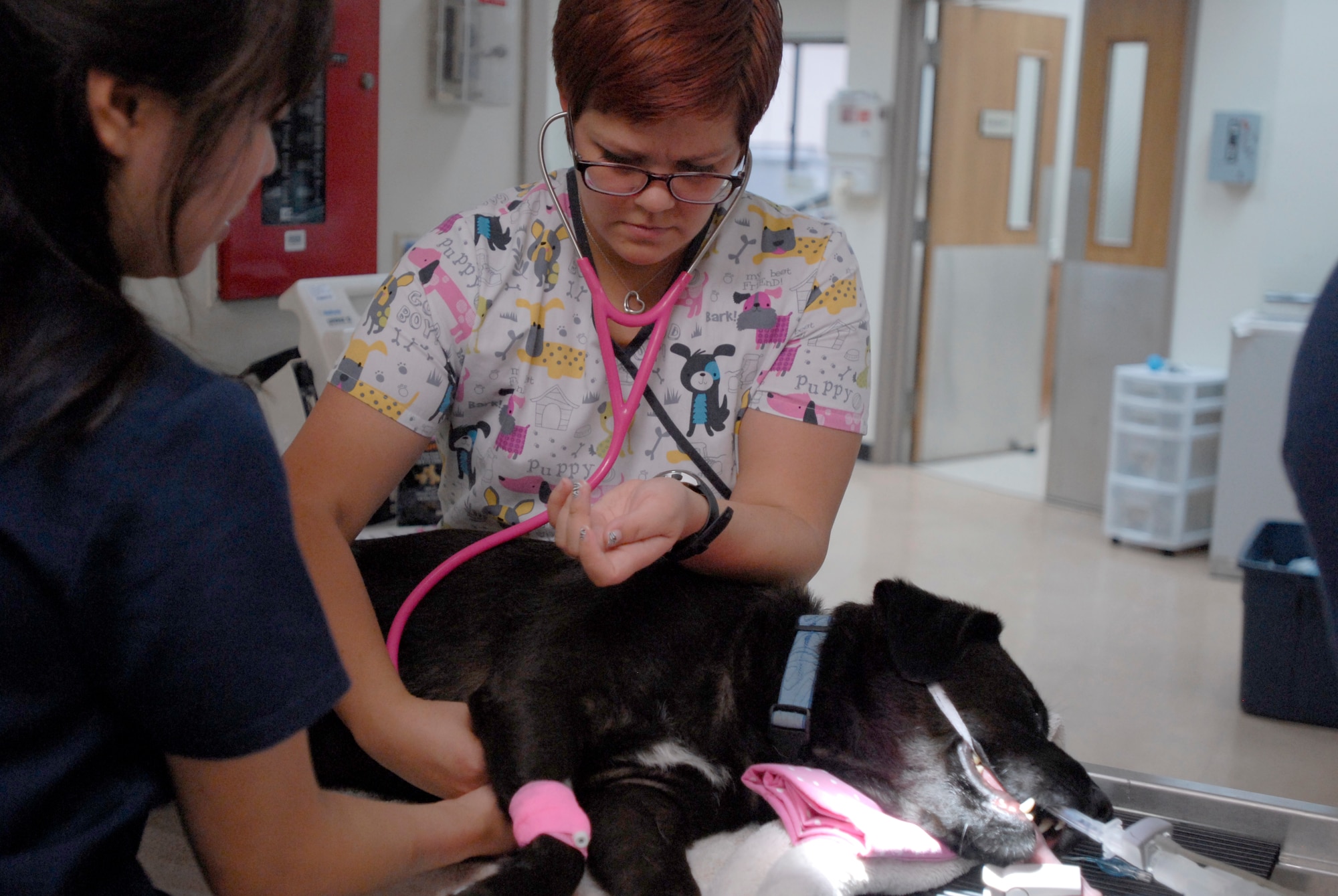 Student technician Elysia Travis-Pires (left) and veterinarian Kyong-Mi Kim, 106th Medical Detachment veterinary services support staff, monitor the vitals of a 7-year-old English Lab named Abner during a routine teeth cleaning Aug. 22, 2012, at Osan Air Base, Republic of Korea. (U.S. Air Force photo/Airman 1st Class Alexis Siekert)