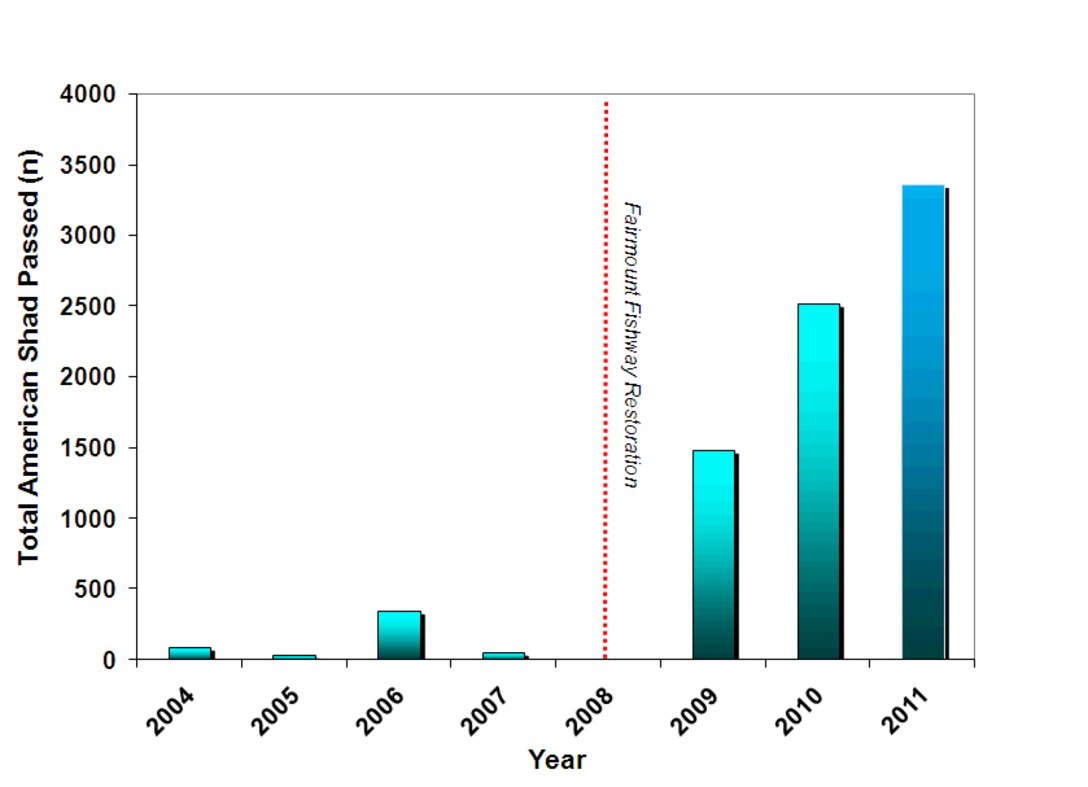 More than 3000 American Shad passed through the Fairmount Dam Fish Ladder. The number has rapidly increased since the completion of the rebuilt fish passage.