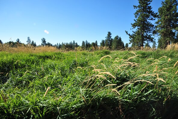 Deer have been bedding in this section of Fairchild’s nature trail located near the Survival Evasion Resistance and Escape side of the base of Fairchild Air Force Base, Wash.,. This bedding section is near hunting zone three, which is the largest hunting zone this archery season. Deer will usually bed in an area where they can see long distance with good amounts of terrain. (U.S. Air Force photo by Airman 1st Class Earlandez Young)