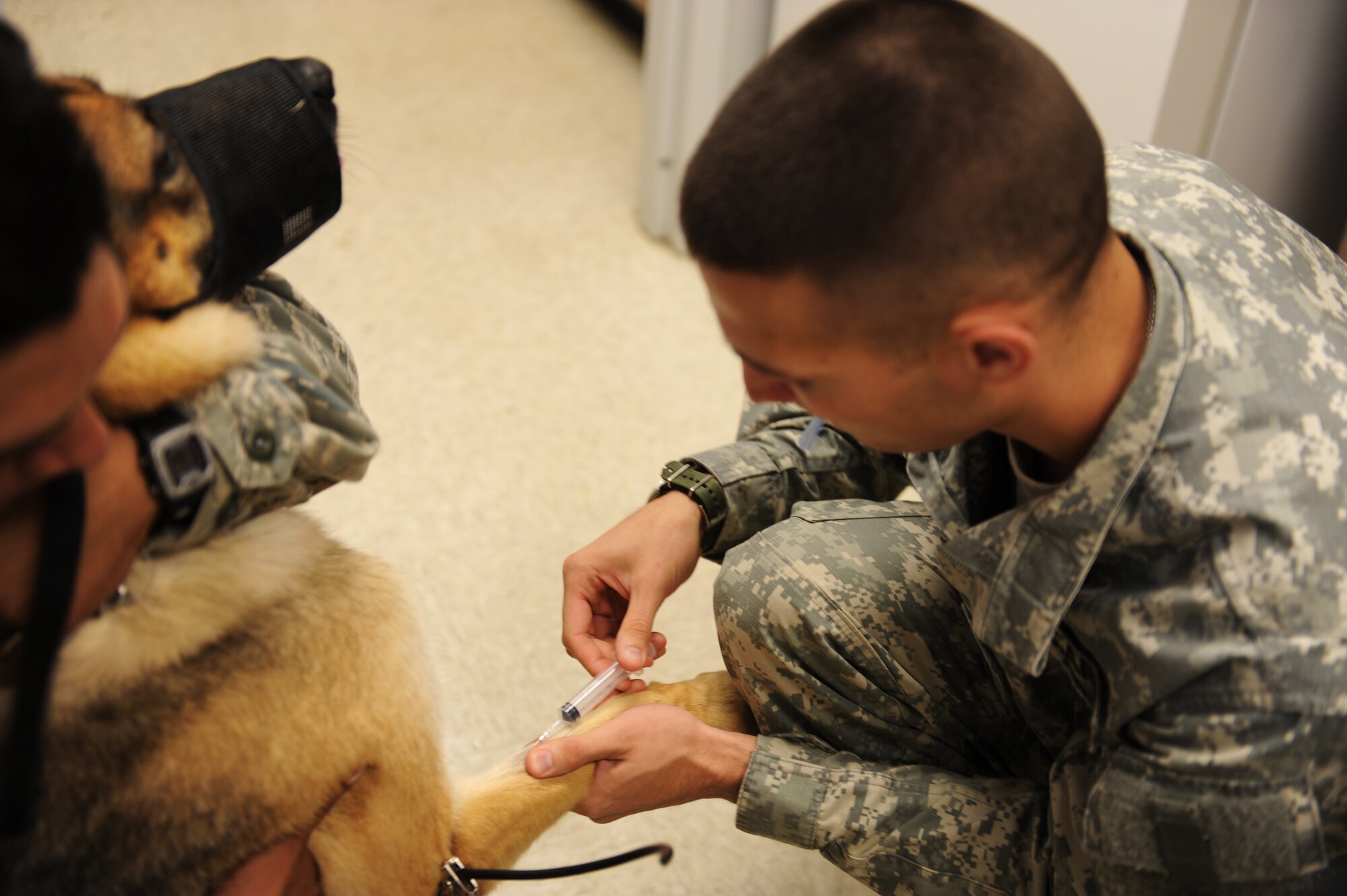 Sgt. Christopher Treftz, a veterinarian technician assigned to Millington Naval Air Station, draws blood from Charis, a military working dog assigned to the 19th Security Forces Squadron, Aug. 14, 2012, at Little Rock Air Force Base, Ark. The Little Rock AFB veterinary clinic offers basic animal care services as well as surgeries. (U.S. Air Force photo by Staff Sgt. Jessica Condit)