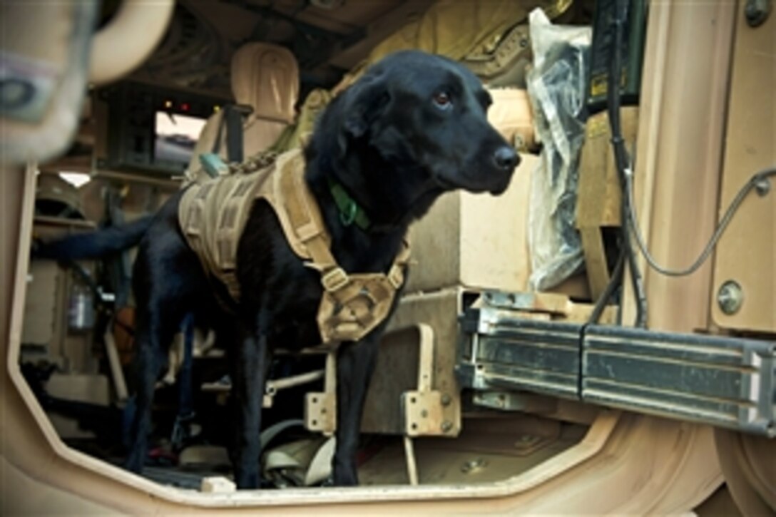 Paris, a coalition force military working dog, stands in a tactical vehicle during a patrol stop in Afghanistan's Farah province, Nov. 24, 2012.