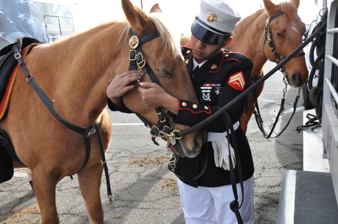 Corporal Cherisess Paige, a stableman with the Marine Corps Mounted Color Guard aboard Marine Corps Logistics Base Barstow Calif., readies a horse before the Victorville Christmas parade Dec. 1 in Victorville, Calif. The Christmas parade is an annual event starting at La Paz Dr. and headed toward downtown Victorville. 