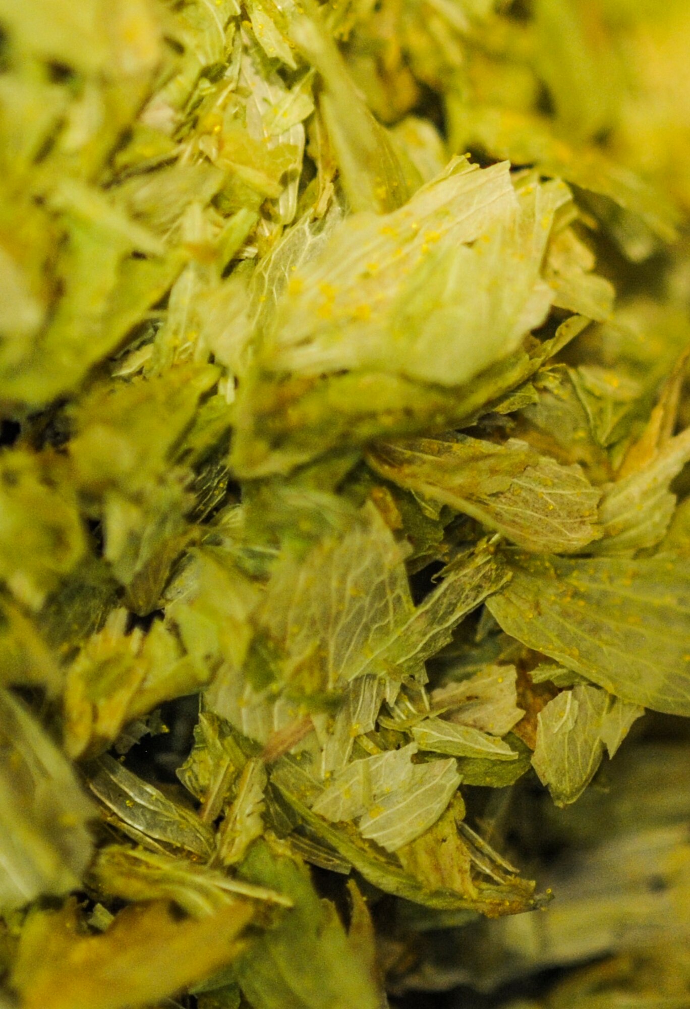 GOLDEN, Colo. – A close-up of barley, one of the abundantly stocked ingredients for brewing at the Miller Coors Brewery. Barley provides the basic body, flavor, color and starches needed for brewing. (U.S. Air Force photo by Senior Airman Christopher Gross)