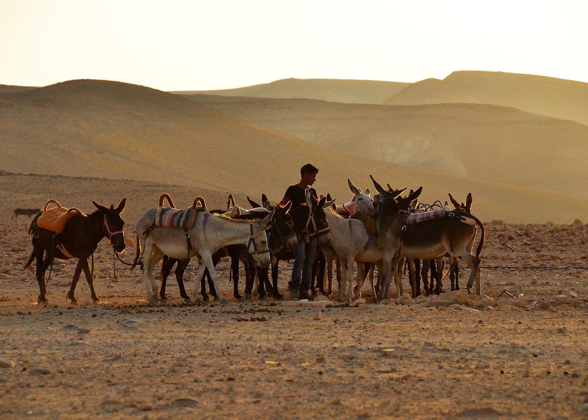 WRIGHT-PATTERSON AIR FORCE BASE, Ohio - A Beduin boy at the Muleskfar Hanokdim camp gathers his mules in Arad, Israel. The camp is located near the Massada ruins, a popular tourist spot. (U.S. Air Force photo/Staff Sgt. Mikhail Berlin)