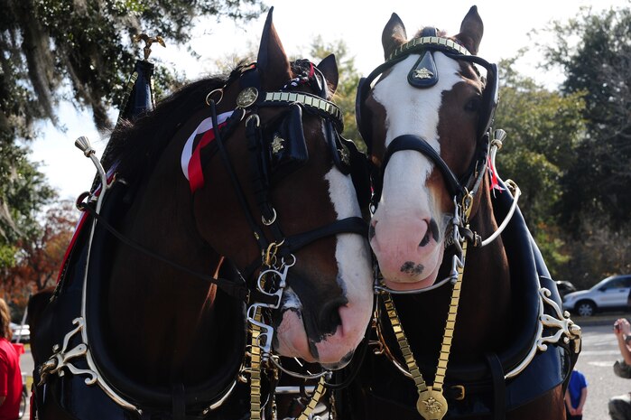 Clydesdale horses were at the Express, Nov. 30, 2012, at Joint Base Charleston - Air Base, S.C. The event was free to show support to the military community. The world-famous Budweiser Clydesdales, a symbol of quality and tradition for Anheuser-Busch since 1933, made several appearances in the Charleston area. (U.S. Air Force photo/ Airman 1st Class Chacarra Walker)