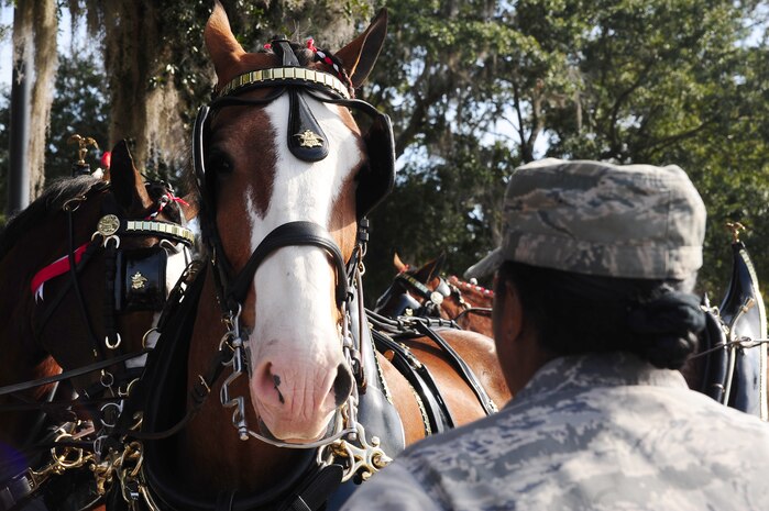 Lt. Col. Donna McNabb-Riley, 315th Airlift Wing command capabilities officer, talks with a Clydesdale horse Nov. 30, 2012, at Joint Base Charleston - Air Base, S.C. The event was free to show support to the military community. The world-famous Budweiser Clydesdales, a symbol of quality and tradition for Anheuser-Busch since 1933, made several appearances in the Charleston area. (U.S. Air Force photo/ Airman 1st Class Chacarra Walker)