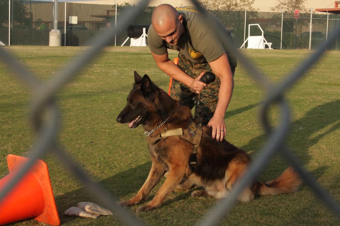 Cpl David Mayes, the chief trainer for the military working dog section with PMO and a Johnstown, Pa., native and Xxerxes, his military working dog, conduct drug detection training at the Provost Marshal’s Office aboard Marine Corps Air Station Miramar, Calif., Dec 4. The dogs train to find the scent of drugs can differentiate the smells of several drugs. 