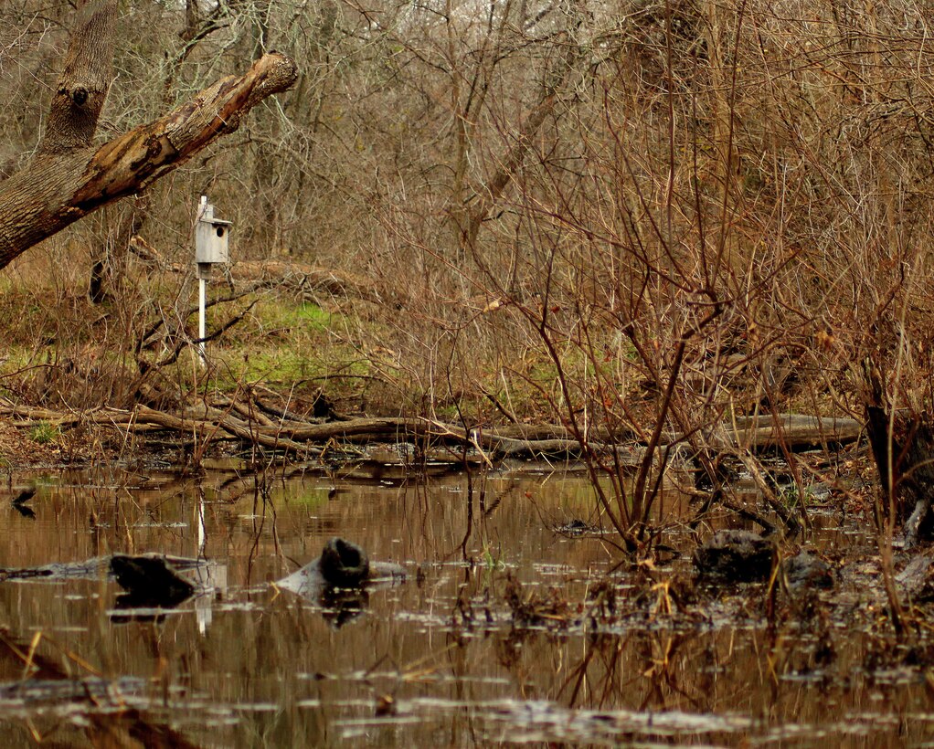 Natural habitat area of Lewisville Lake, Texas on Feb. 3, 2012 showing a Wood Duck Box.