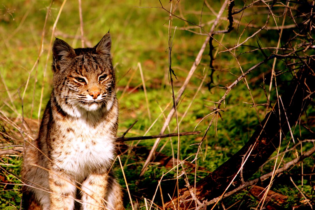 A bobcat is photographed at Lewisville Lake on June 30, 2012.