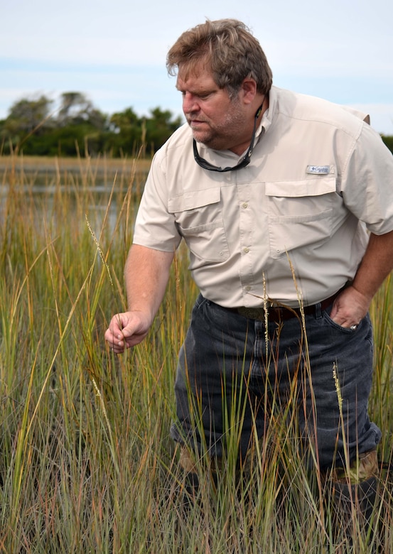 Wilmington District marine biologist Chuck Wilson inspects seeding coastal aquatic marsh vegetation at a former dredged material site near Morehead City, North Carolina. The Wilmington District and other government agencies transformed the site in 1996 from a dredge disposal area to a coastal aquatic marsh that has survived hurricanes, tropical storms and erosion. The site has become habitat for oysters and other shellfish, seabirds and various species of fish. (USACE photo by Hank Heusinkveld)