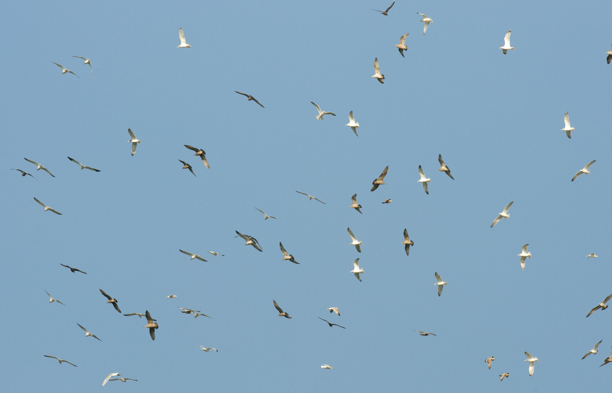 A flock of gulls, like these congregating near the approach end of Dover Air Force Base?s runway 01, has the potential to cause damage to or bring down an aircraft. Wildlife like these gulls is great when at the beach, but detrimental to safe airfield operations here at Dover AFB, Del. and such activity is closely monitored by the 436th Flight Safety office. Dover is home to the 436th Airlift Wing which operates the C-5M Super Galaxy and C-17A Globemaster III aircraft. (U.S. Air Force photo by Greg L. Davis)