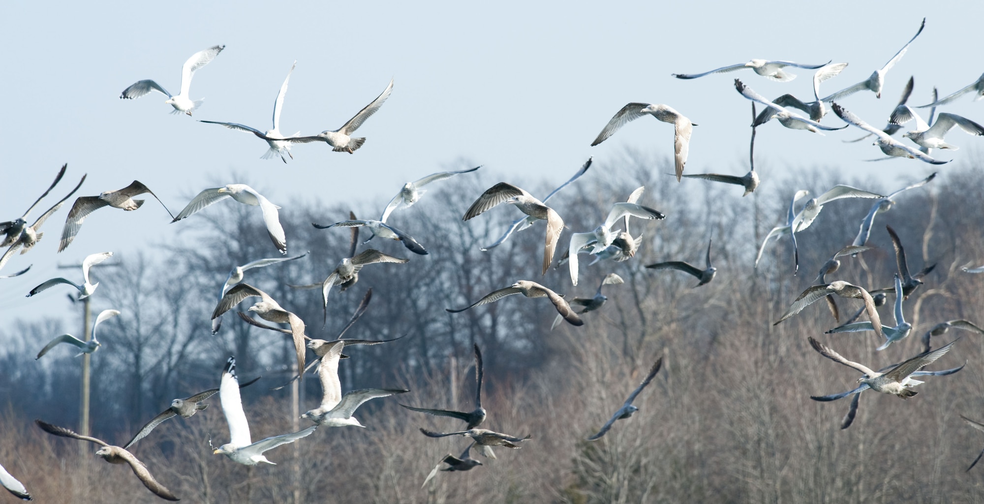 Gulls take flight from ponds just off the end of Dover Air Force Base?s runway 01 after being startled by Wildlife Management Officer Melody Henderson Dec. 3, 2012. Wildlife has the potential to affect safe ground and air operations at Dover Air Force Base, Del. and the base has an active wildlife management program in place to reduce the dangers. Dover is home to the 436th Airlift Wing which operates the C-5M Super Galaxy and C-17A Globemaster III aircraft. (U.S. Air Force photo by Greg L. Davis)