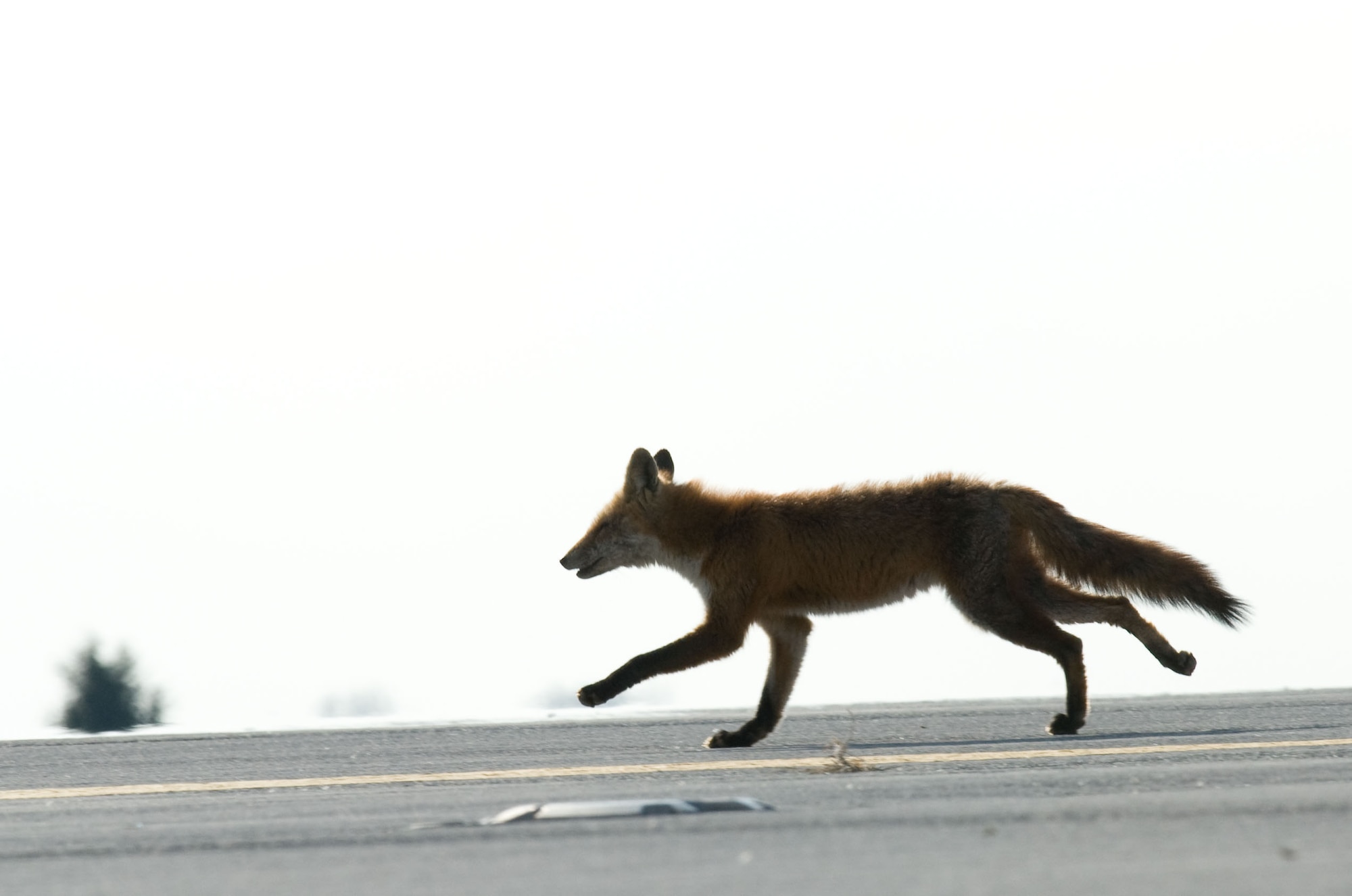 A red fox crosses the threshold of runway 01 as he tries to outwit Wildlife Management Officer Melody Henderson Dec. 3, 2012. Wildlife has the potential to affect safe ground and air operations at Dover Air Force Base, Del. and the base has an active wildlife management program in place to reduce the dangers. Dover is home to the 436th Airlift Wing which operates the C-5M Super Galaxy and C-17A Globemaster III aircraft. (U.S. Air Force photo by Greg L. Davis)