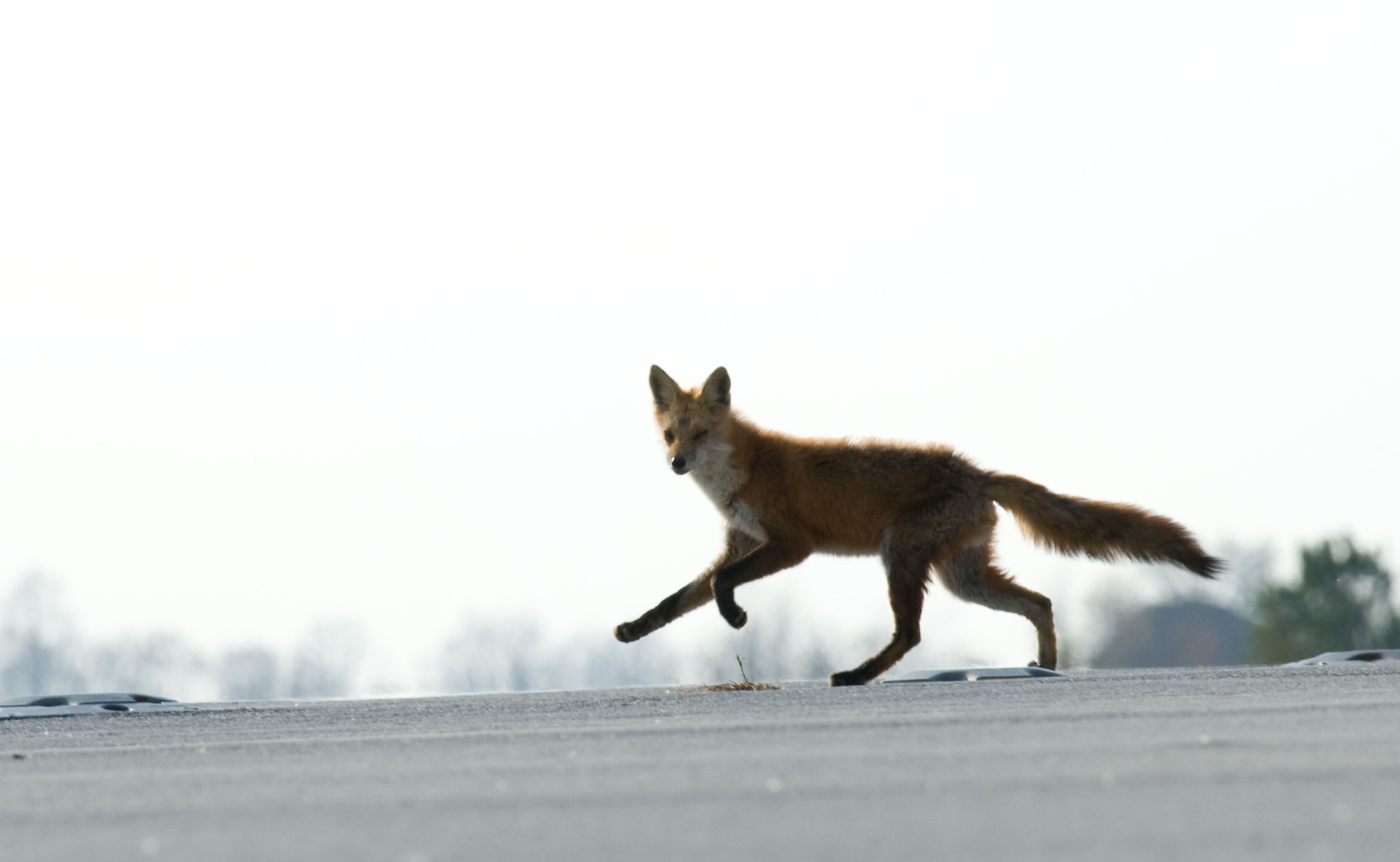 A red fox crosses the threshold of runway 01 as he tries to outwit Wildlife Management Officer Melody Henderson Dec. 3, 2012. Wildlife has the potential to affect safe ground and air operations at Dover Air Force Base, Del. and the base has an active wildlife management program in place to reduce the dangers. Dover is home to the 436th Airlift Wing which operates the C-5M Super Galaxy and C-17A Globemaster III aircraft. (U.S. Air Force photo by Greg L. Davis)