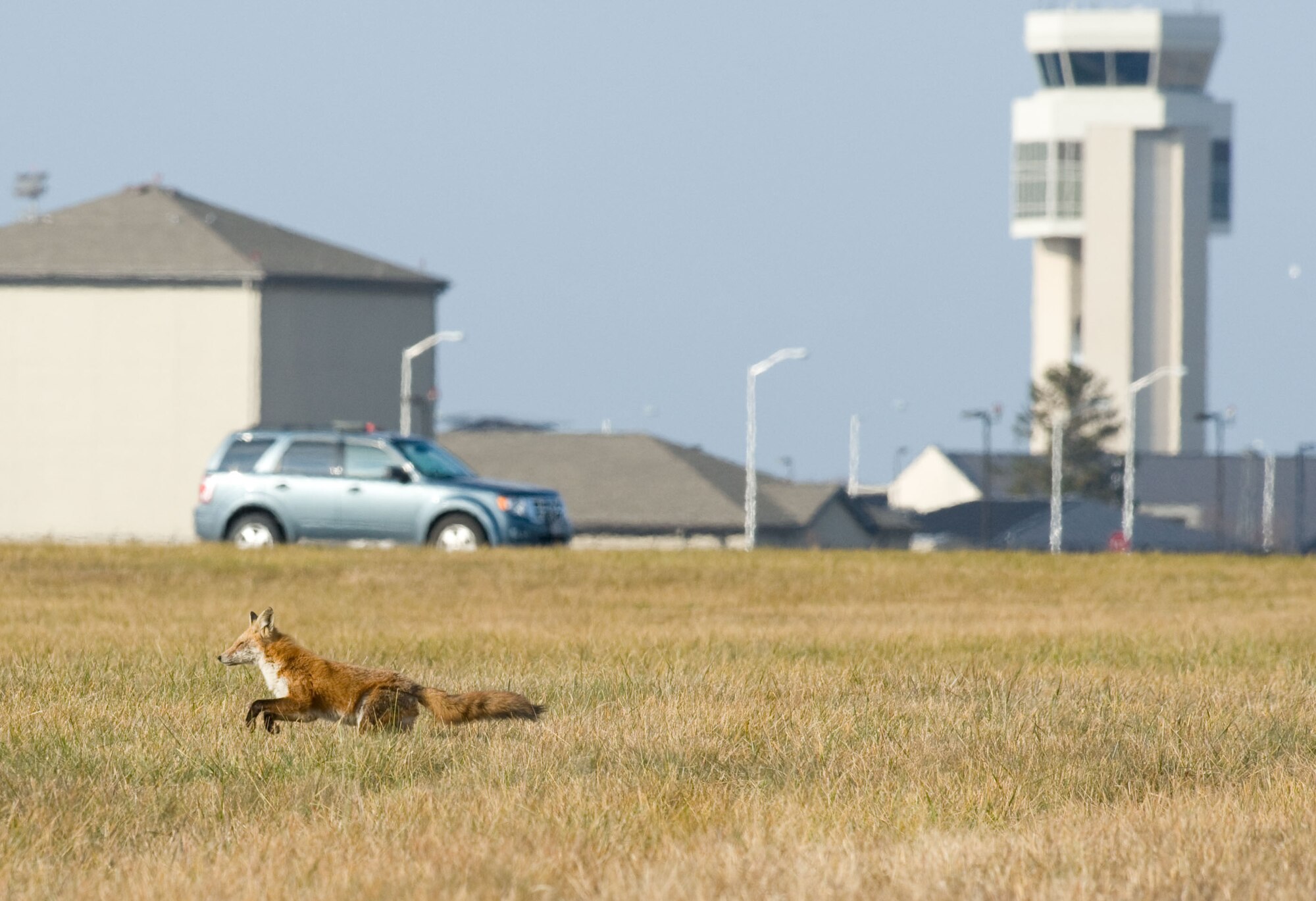 A red fox is watched by airfield management personnel from their vehicle Dec. 3, 2012, which is parked on a runway. Wildlife has the potential to affect safe ground and air operations at Dover Air Force Base, Del. and the base has an active wildlife management program in place to reduce the dangers. The distinctive shape of the Dover aircraft control tower looms in the background. Dover is home to the 436th Airlift Wing which operates C-5M Super Galaxy and C-17A Globemaster IIIs. (U.S. Air Force photo by Greg L. Davis)