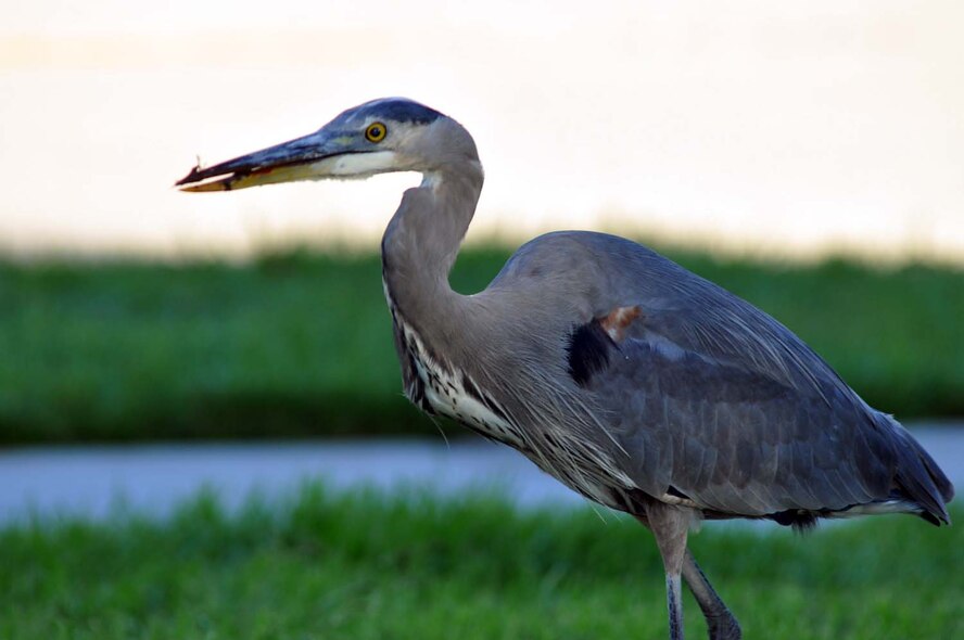 After catching and eating a rat near the parade field at March Air Reserve Base, Calif., the Great Blue Heron allows itself time to digest its prey. This protected species of migratory bird is spotted in various locations on base throughout the day and does its best to help control the rodent population here.  (U.S. Air Force photo by Linda Welz)
