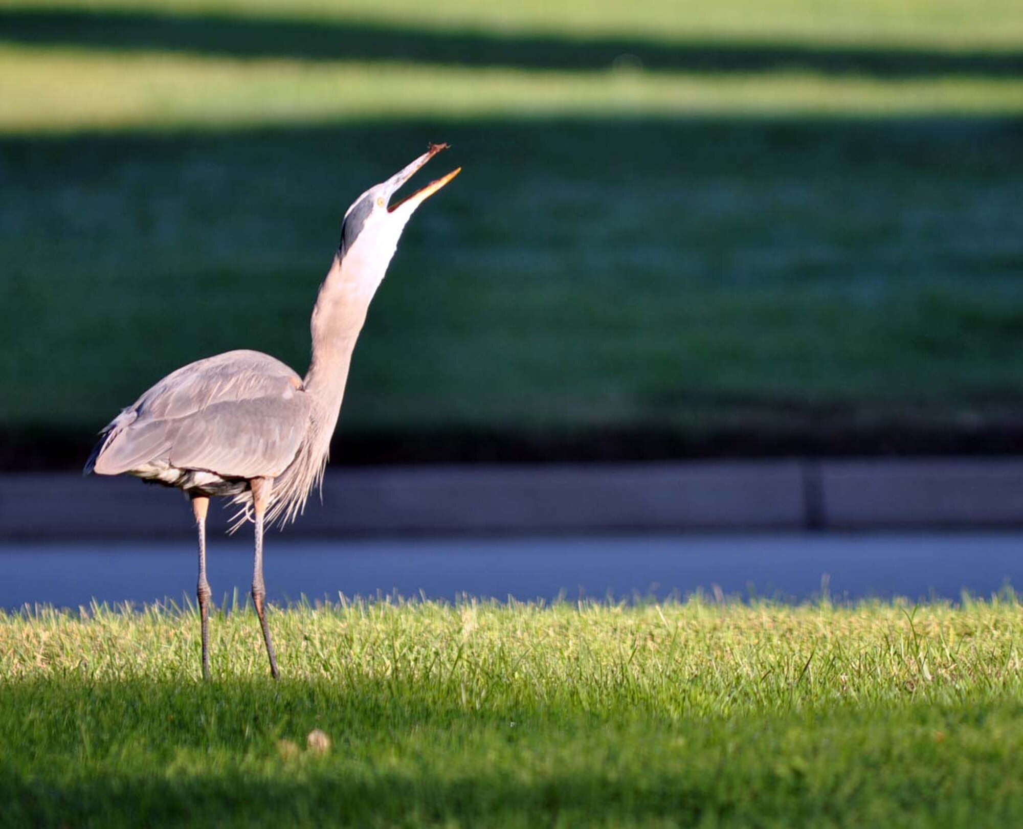 The Great Blue Heron stretches its neck as it swallows a rat after catching it near the parade field at March Air Reserve Base, Calif. This protected species of migratory bird is spotted in various locations on base throughout the day and does its best to help control the rodent population here.  (U.S. Air Force photo by Linda Welz)
