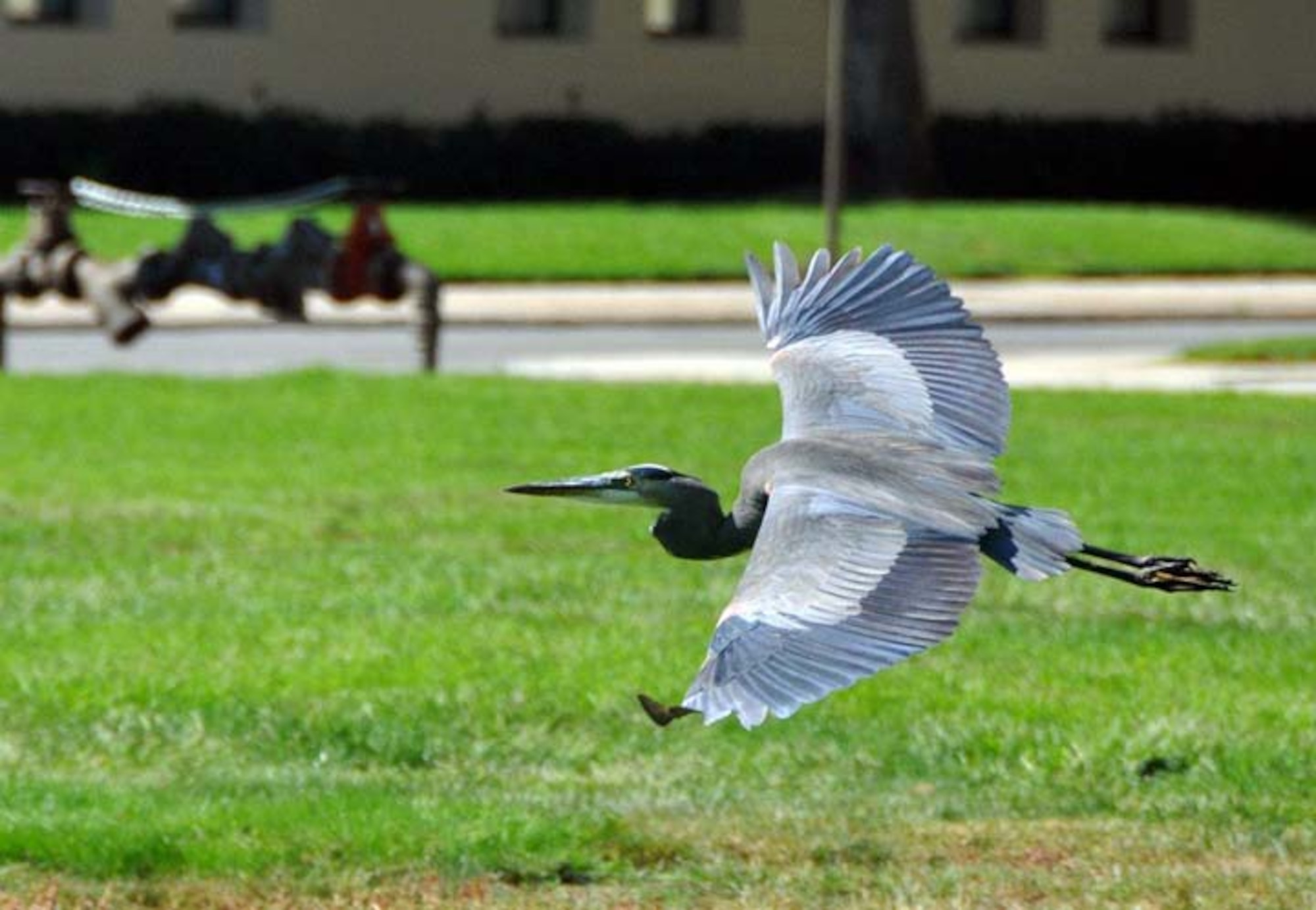 The Great Blue Heron makes an early-morning pass over the parade field at March Air Reserve Base, Calif., in search of food. This protected species of migratory bird is spotted in various locations on base throughout the day and does its best to help control the rodent population here. (U.S. Air Force photo by Linda Welz)
