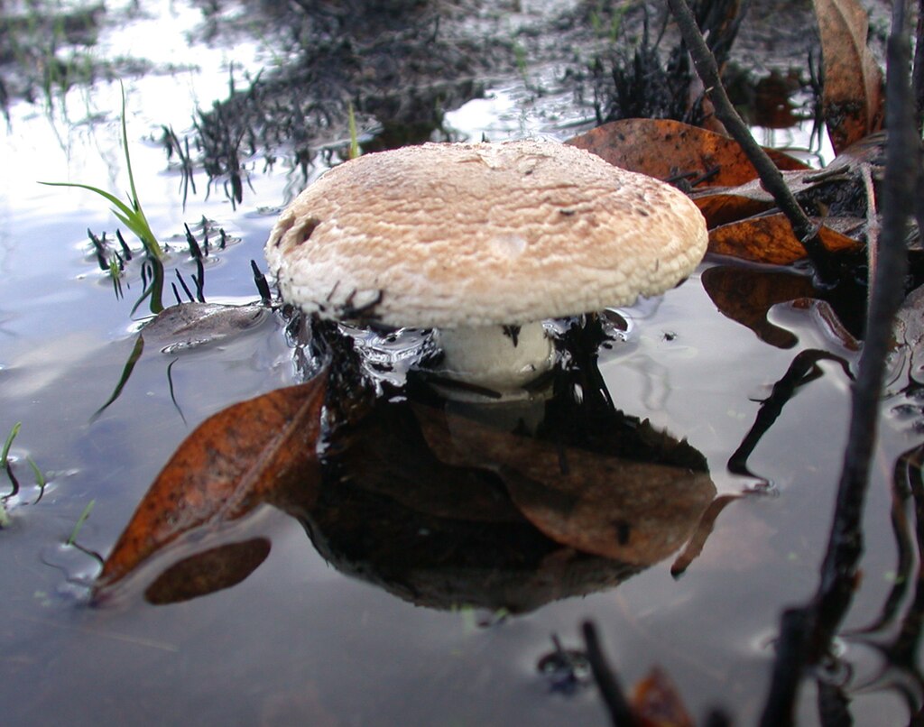 U.S. Army Corps of Engineers botanists discovered a new site for the rare Pruitt’s Amanita mushroom at Fern Ridge Reservoir west of Eugene, Ore., Nov. 20, 2012.