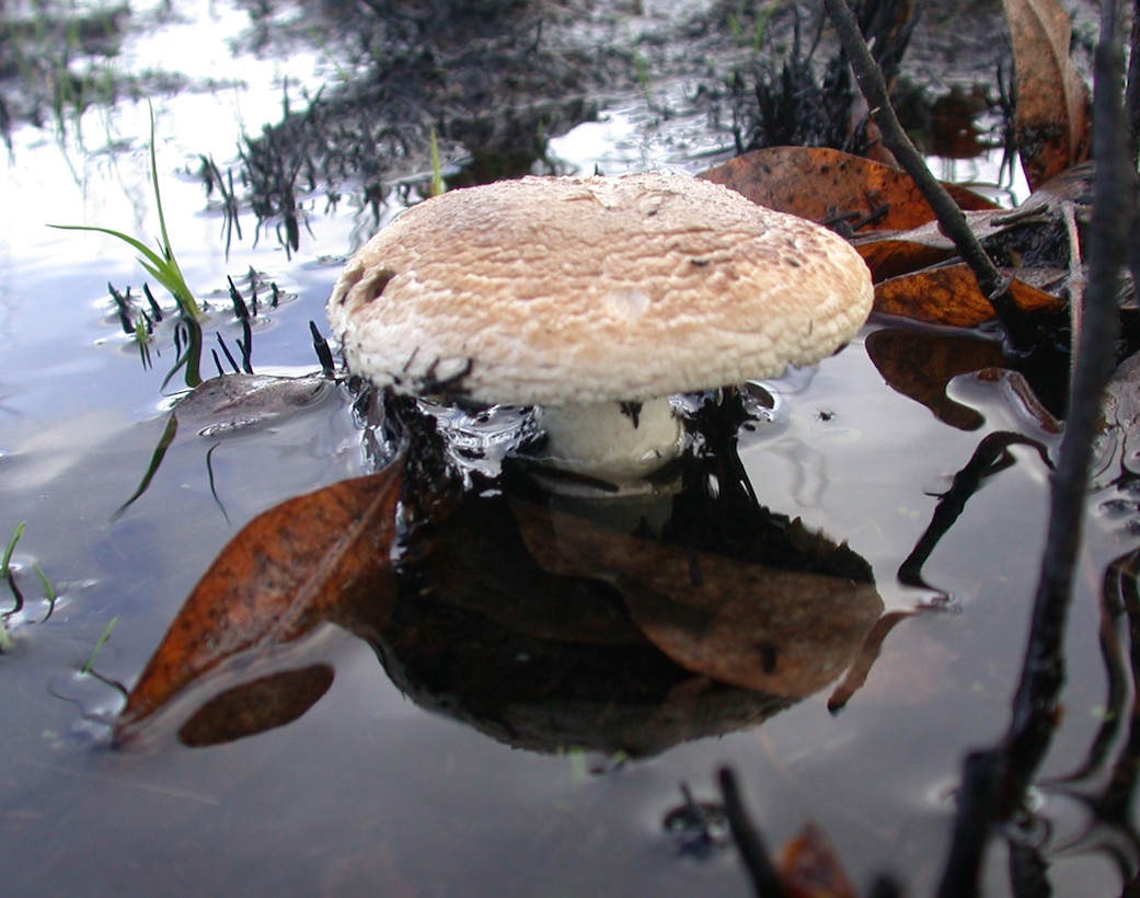 U.S. Army Corps of Engineers botanists discovered a new site for the rare Pruitt’s Amanita mushroom at Fern Ridge Reservoir west of Eugene, Ore., Nov. 20, 2012.