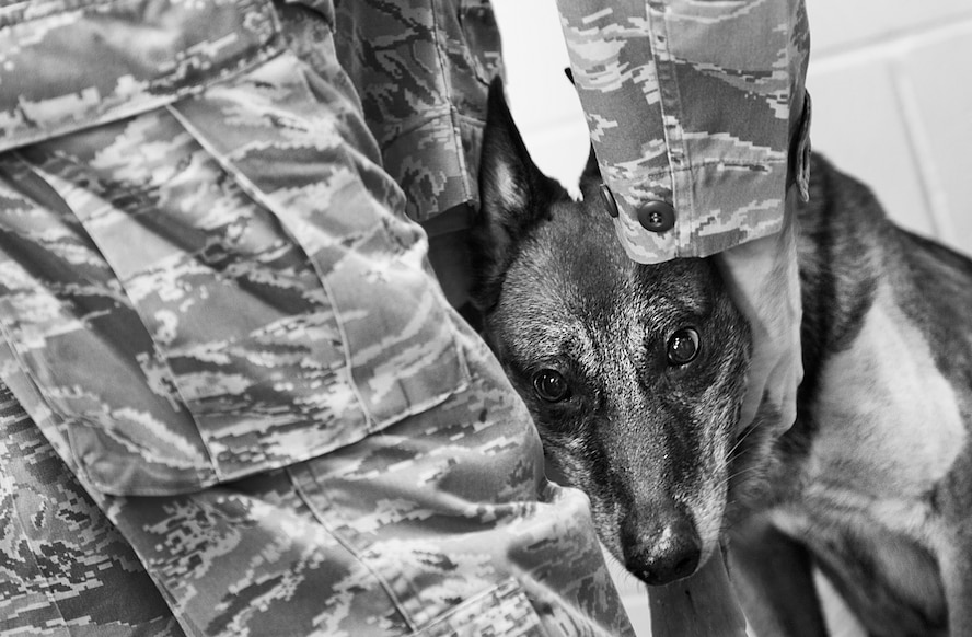 The distinguished career of the 5th Security Forces Squadron Military Working Dog: Jessey, came to a close after six years of dedicated and honorable service to the U.S. Air Force. MWD Jessey served Minot Air Force Base for five years and was attached to only three handlers. In June, MWD Jessey‘s annual blood work revealed life threatening bone marrow cancer, which consequently led to loss of sight in her right eye barring her from further service. Staff Sgt. Eric Rod, was Jessey’s final handler and best friend when she was officially retired from duty on Nov. 20. (U.S. Air Force photos/ Tech. Sgt. Aaron Allmon)