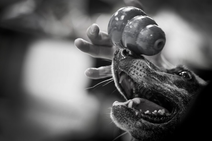 The distinguished career of the 5th Security Forces Squadron Military Working Dog: Jessey, came to a close after six years of dedicated and honorable service to the U.S. Air Force. MWD Jessey served Minot Air Force Base for five years and was attached to only three handlers. In June, MWD Jessey‘s annual blood work revealed life threatening bone marrow cancer, which consequently led to loss of sight in her right eye barring her from further service. Staff Sgt. Eric Rod, was Jessey’s final handler and best friend when she was officially retired from duty on Nov. 20. (U.S. Air Force photos/ Tech. Sgt. Aaron Allmon)