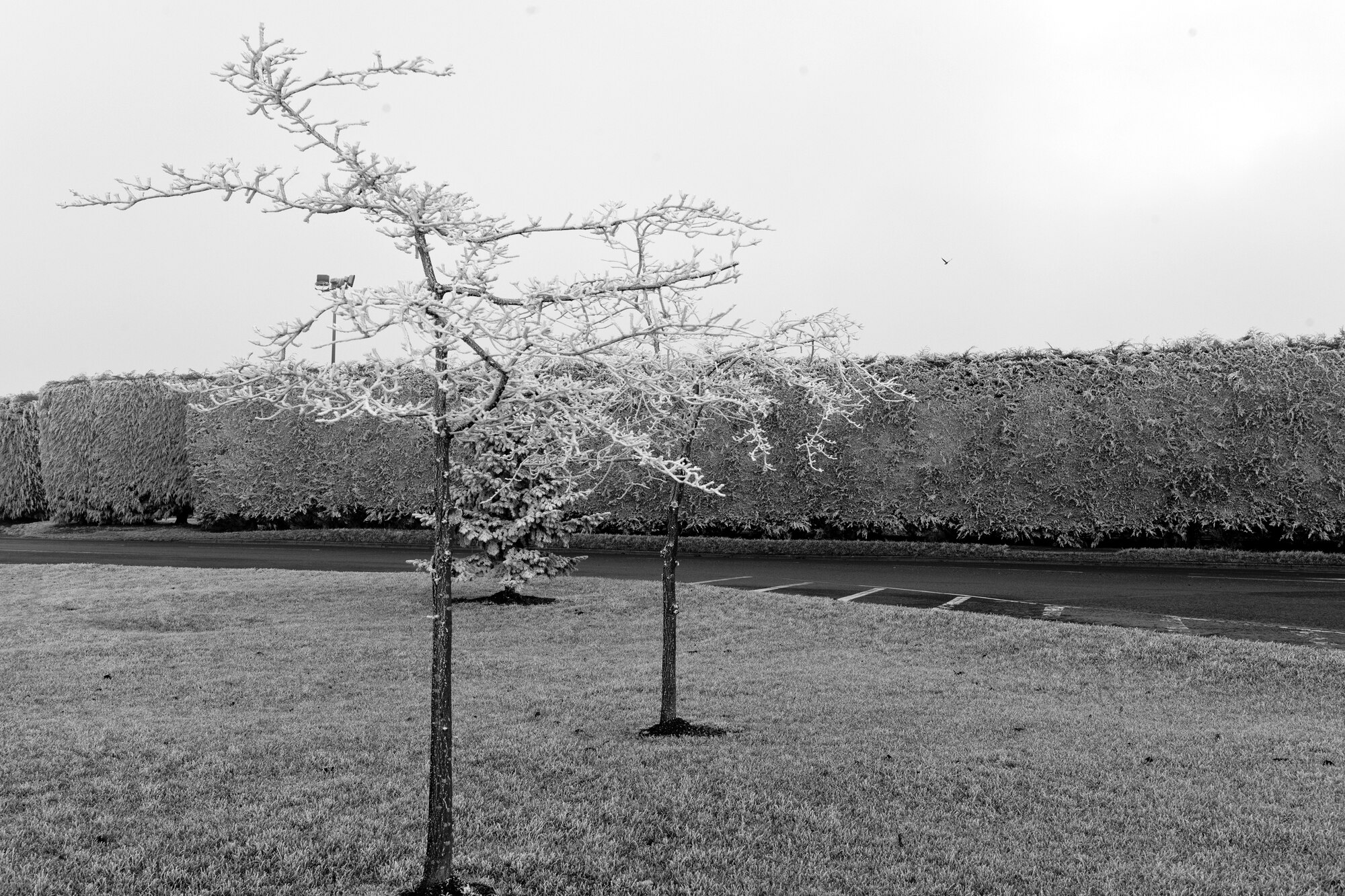 RAF ALCONBURY, United Kingdom – Trees, bushes and grass around RAF Alconbury is covered in frost, called hoar frost, Dec. 12. Hoar frost (also called radiation frost, hoarfrost or pruina) refers to the white ice crystals, loosely deposited on the ground or exposed objects, which form on cold clear nights when heat losses into the open skies cause objects to become colder than the surrounding air. The frost itself will be at or below the freezing temperature of water. The name hoar comes from an Old English adjective for showing signs of old age, and is used in this context in reference to the frost, which makes trees and bushes look like white hair. (U.S. Air Force photo by Staff Sgt. Brian Stives)