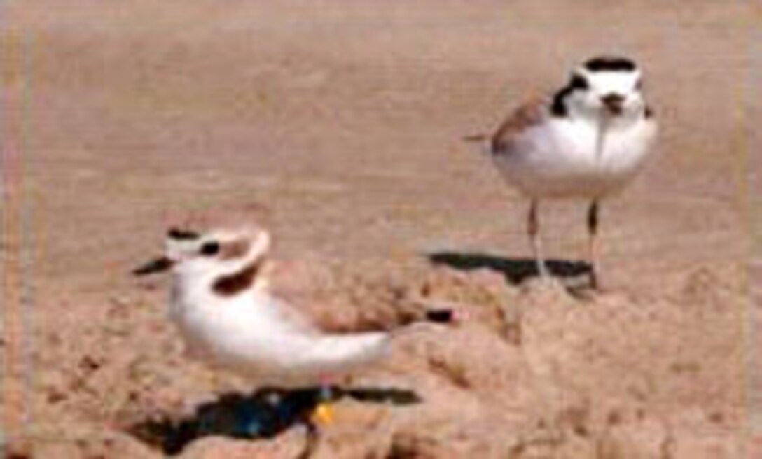 Florida Gulf Coast Snowy Plovers, right, will benefit from ERDC-EL's bird population modeling project where the team crafted environmental recommendations for military installations.