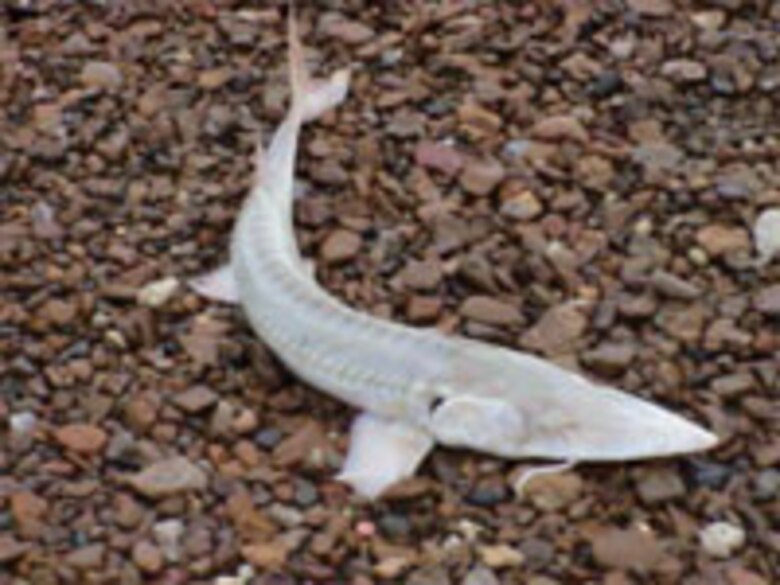 A sturgeon is shown. 