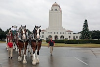 The Budweiser Clydesdales take a tour around the Washington Circle Dec. 14 at Joint Base San Antonio-Randolph. The Clydesdales are in town to salute members of JBSA. (U.S. Air Force photo by Joshua Rodriguez)